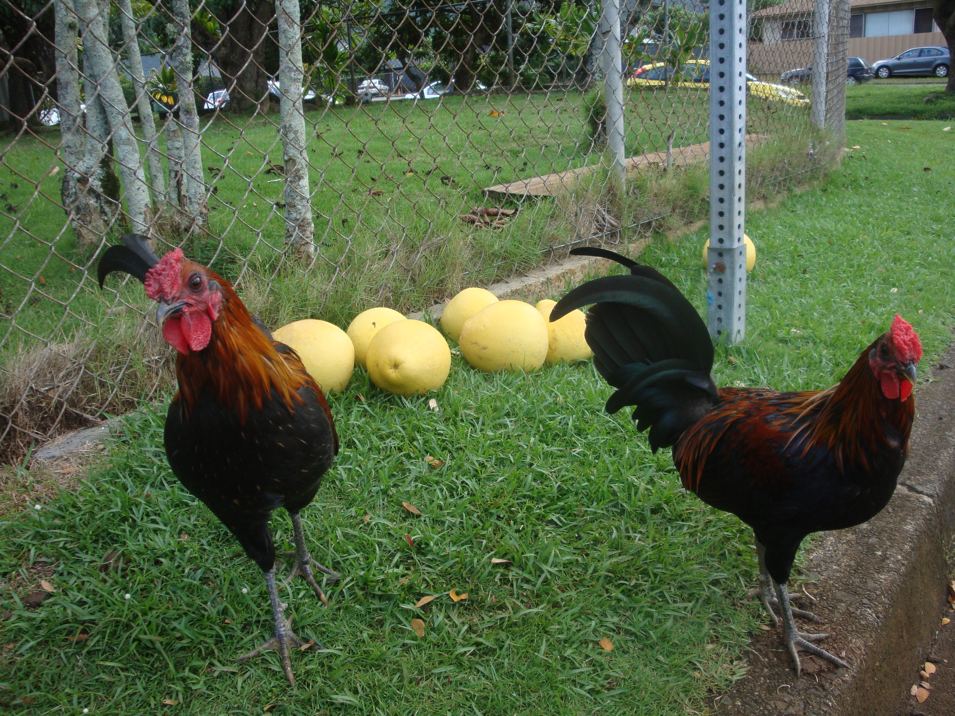 the twins Gimpy and Troubles,  they look alike with big eyes but the 3rd, Big fella, has smaller eye and is golden, with a fuller body? same clutch