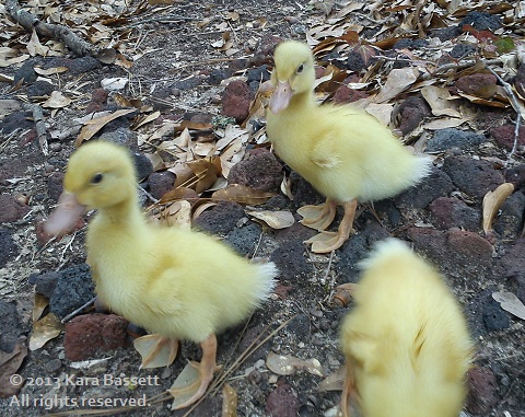 The twins. Last picture before "The Incident" which took the front twins life.