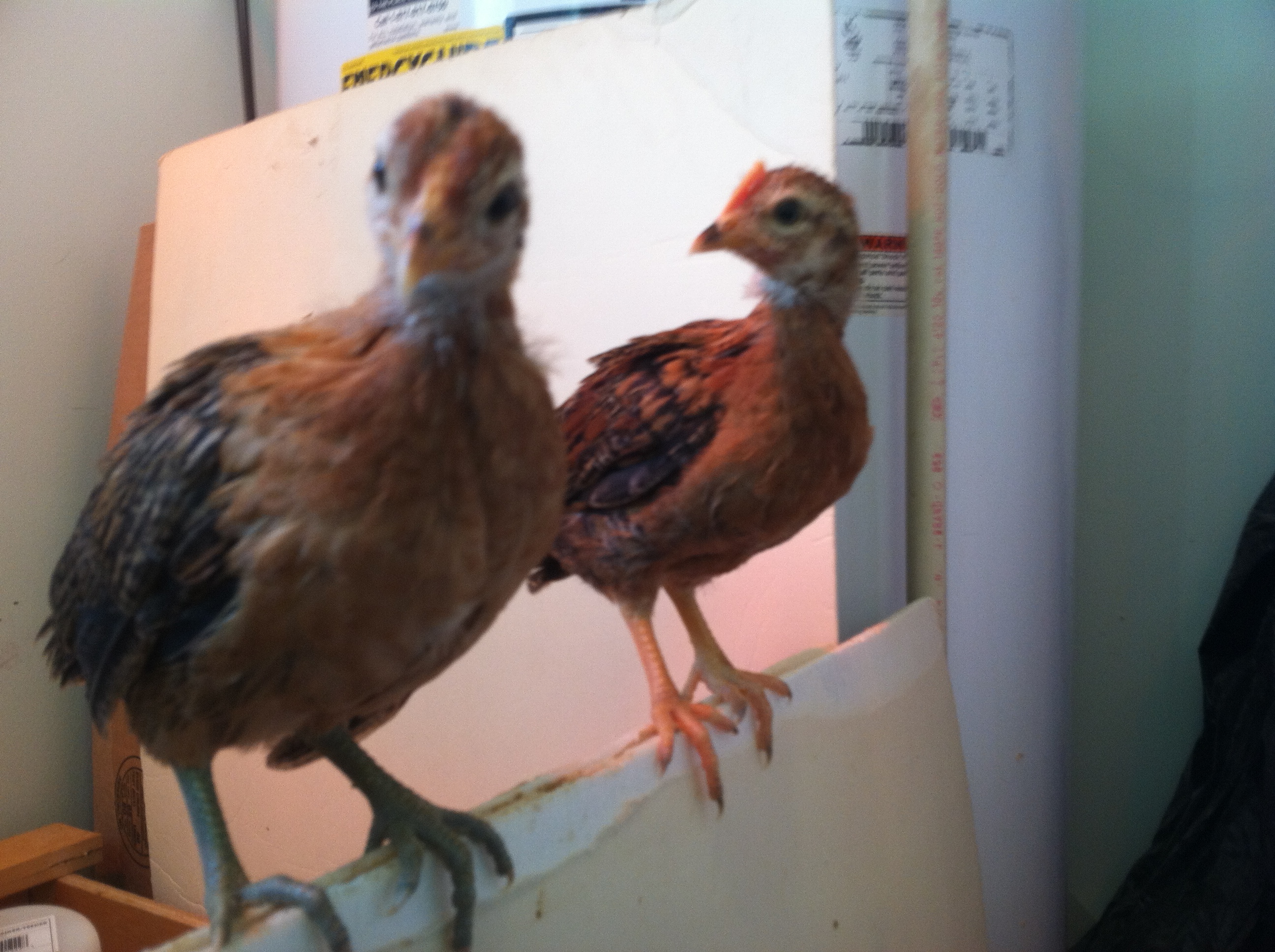 The twins Nugget and Buttercup