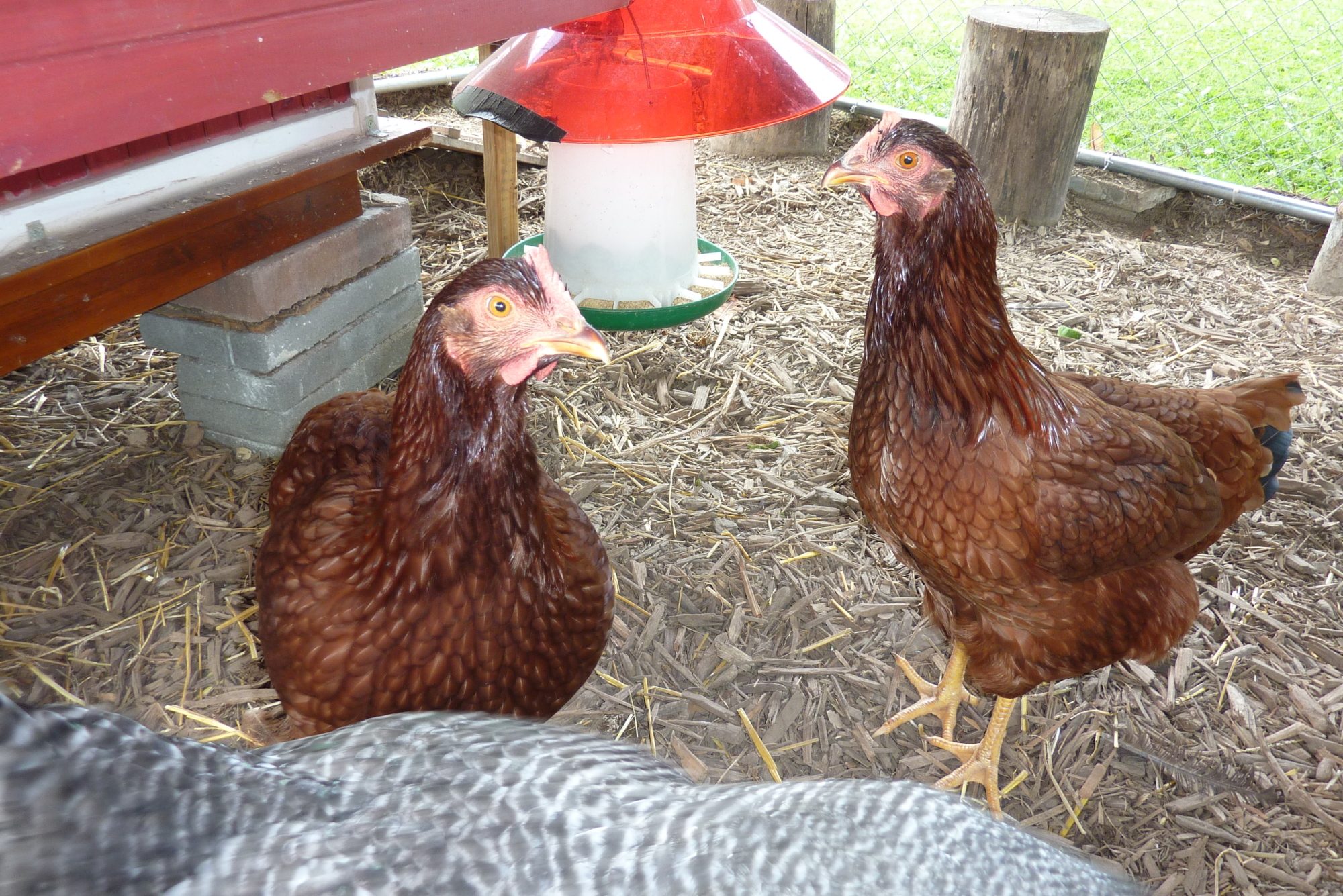 The Twins........Polly and Lucy