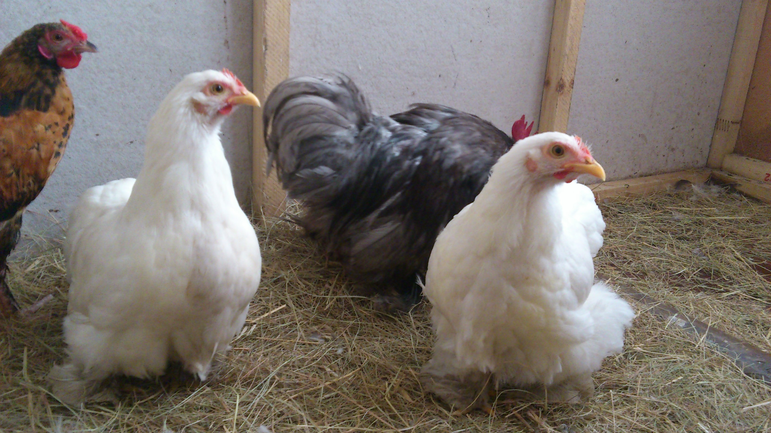 the twins Salma and salwa - white Cochin bantams