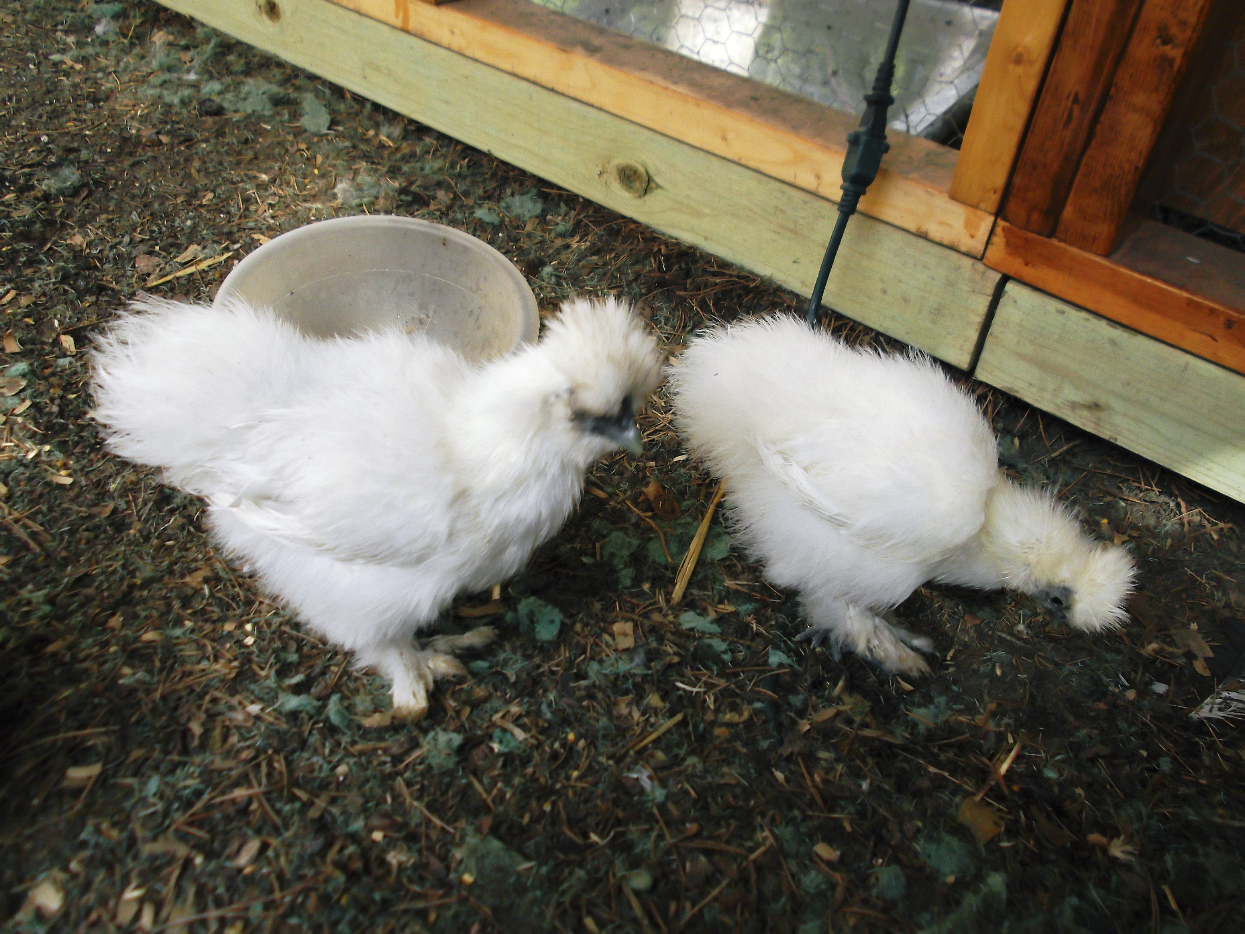 The "Twins".  They are 11 weeks and cant be told apart to well yet.  They are supposed to be hens.