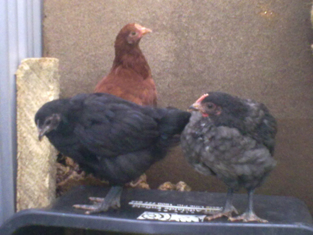 the two black ones are about 6 weeks old. and Ember is about 8-9 weeks old