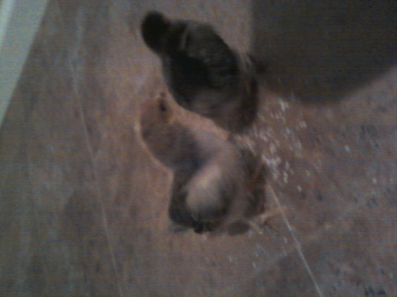 the two "Buff Brahma" chicks