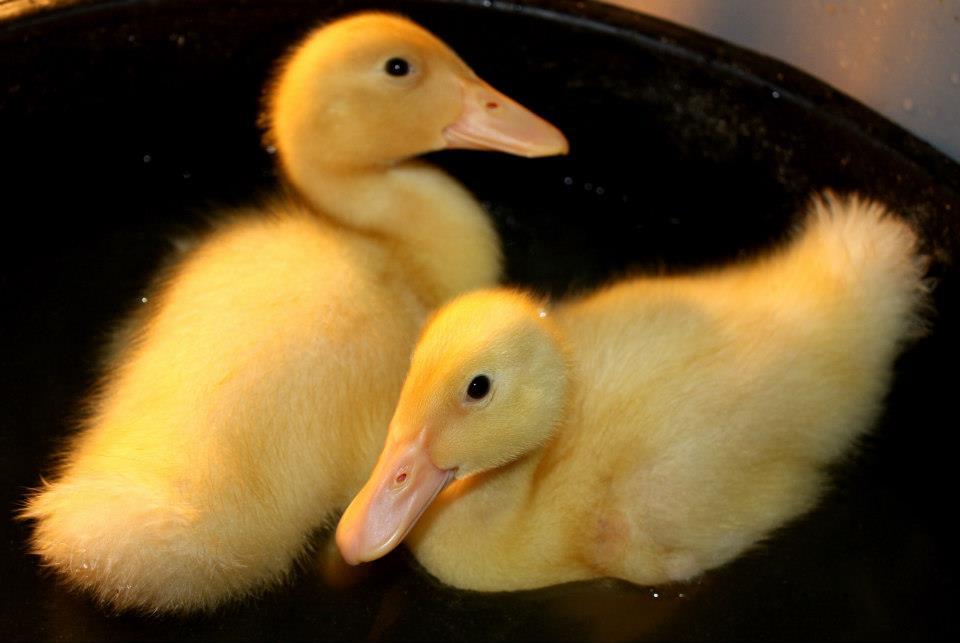 *The two ducks we've added to the mix.  Not sure yet of the gender.  They are much bigger now.