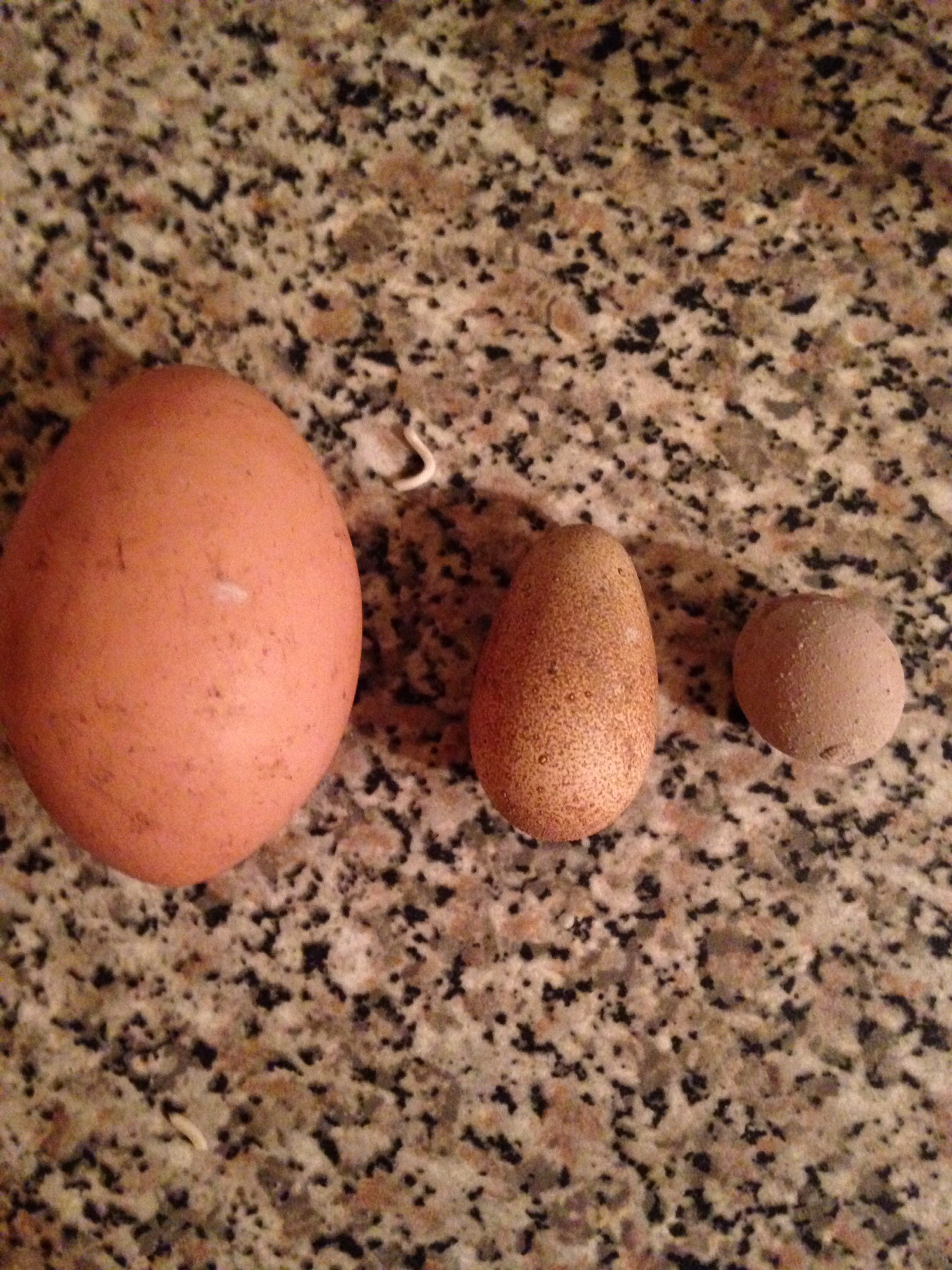 The two eggs on the right are the first eggs my RIR x layer the one on the left is a normal size x
