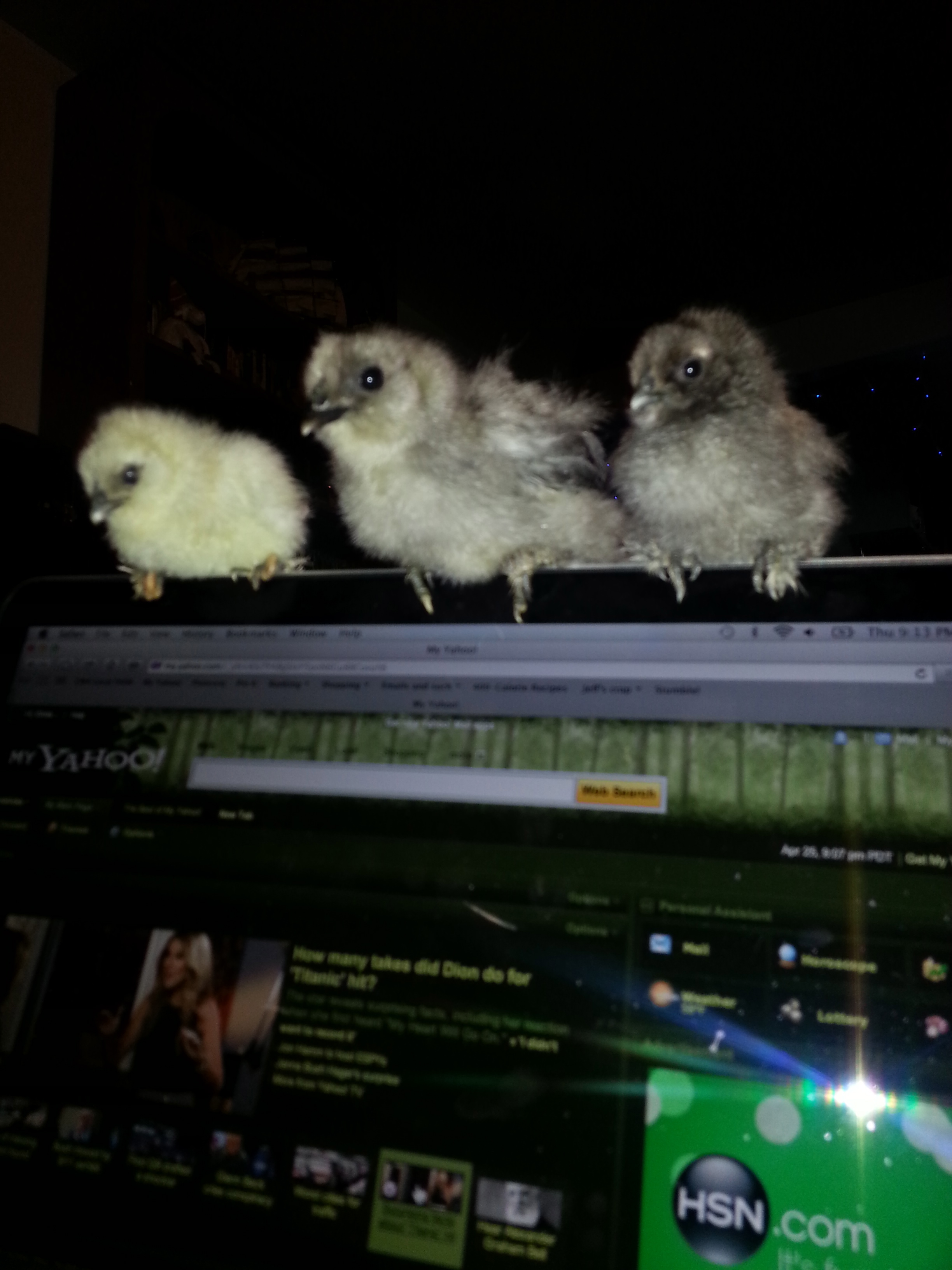 The two little ones, and the younger baby we picked up, chillin on my laptop. I am surprised they could hang on. (it was a soft landing behind them and my hand in front just in case)