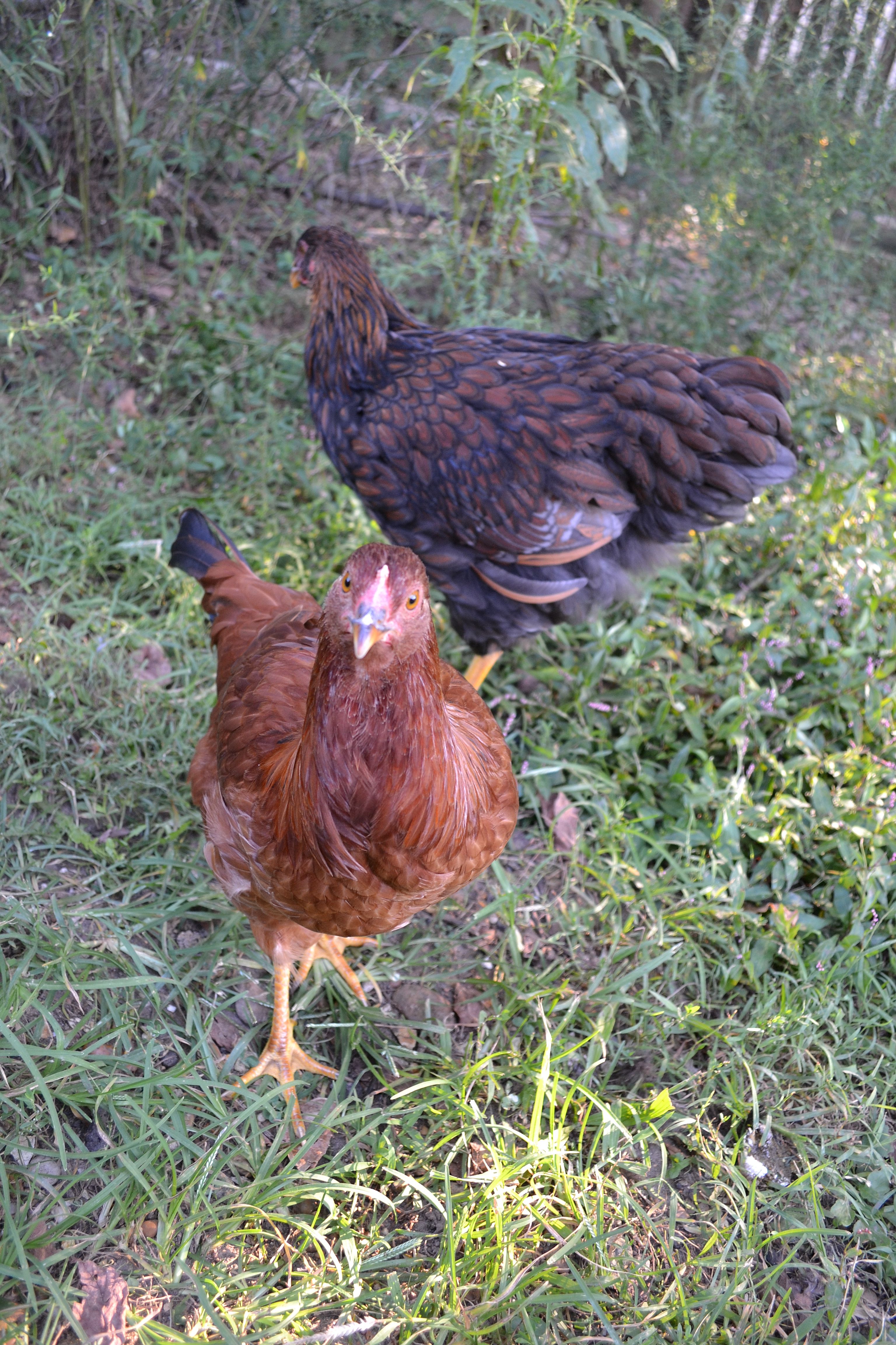 The two pullets at 16 weeks