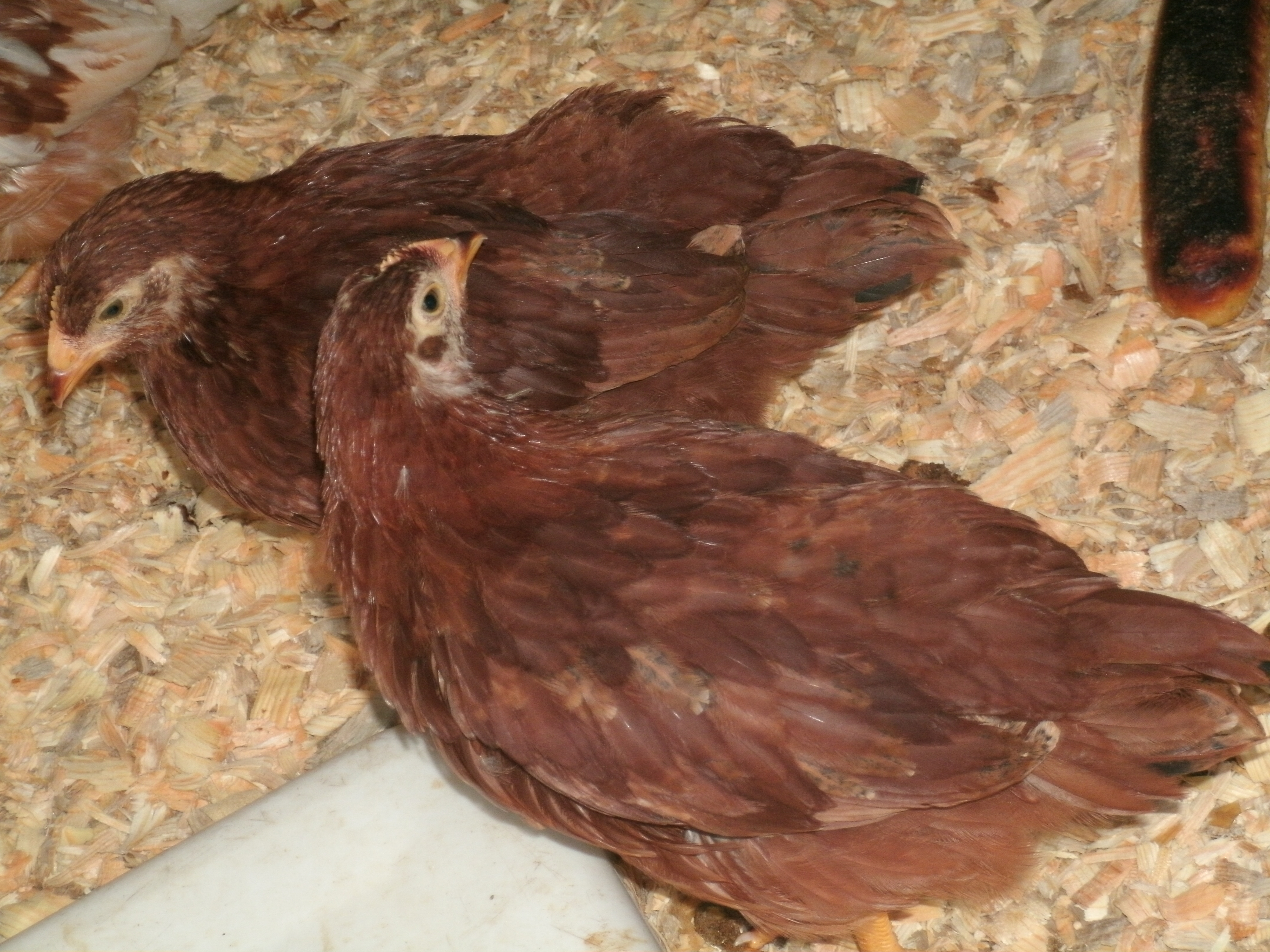 The two Reds (Rhode Island or New Hampshire?) approximately 2 months old

Rosey (Briar Rose) and Aurora (Sleeping Beauty's two names)