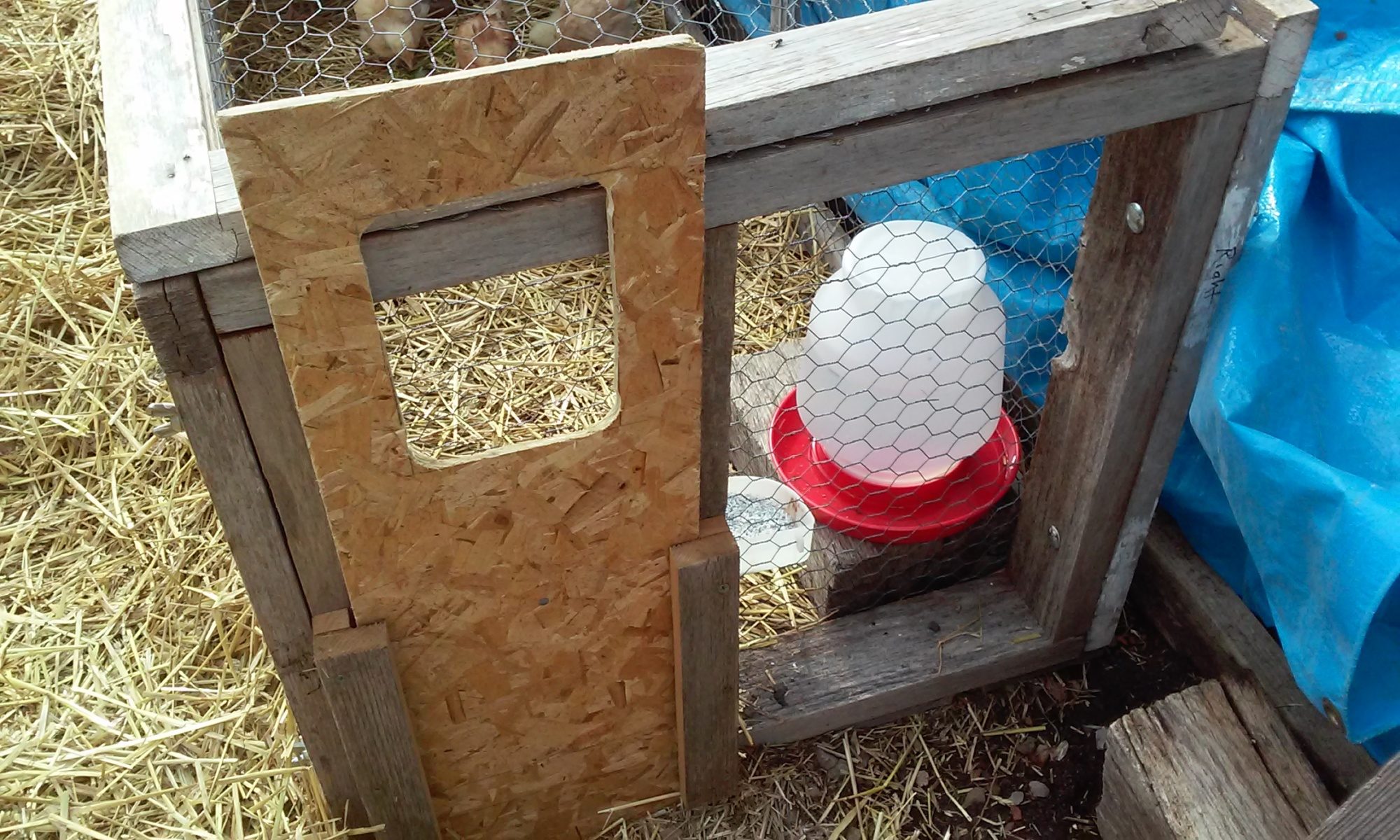 The two sets of window frames are held together by  2'x2' end panels made from 2x4 materials.  4 bolts with wing nuts hold everything together.  The door can be flipped to allow chicks to get out but prevent adult birds from getting in.