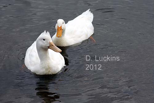 The two sisters in the water.