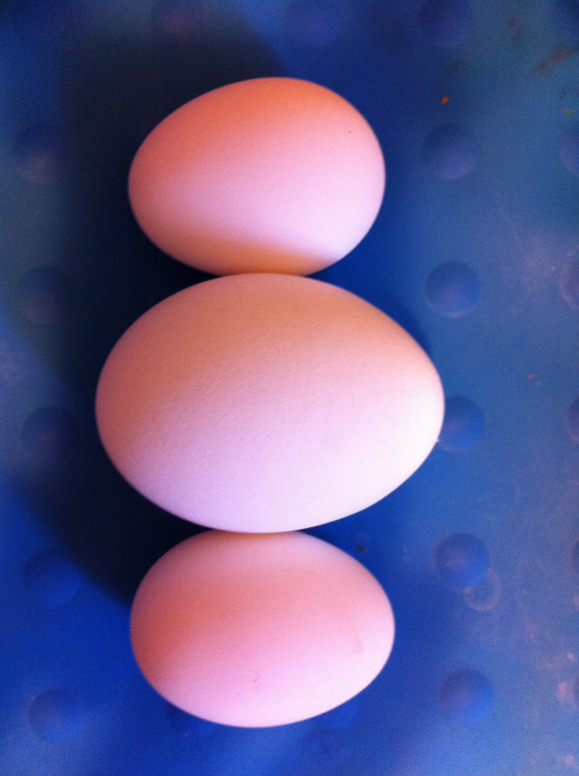The two smaller eggs i found in the coop this evening. I was SO excited! They will all be 20 weeks old tomorrow:)