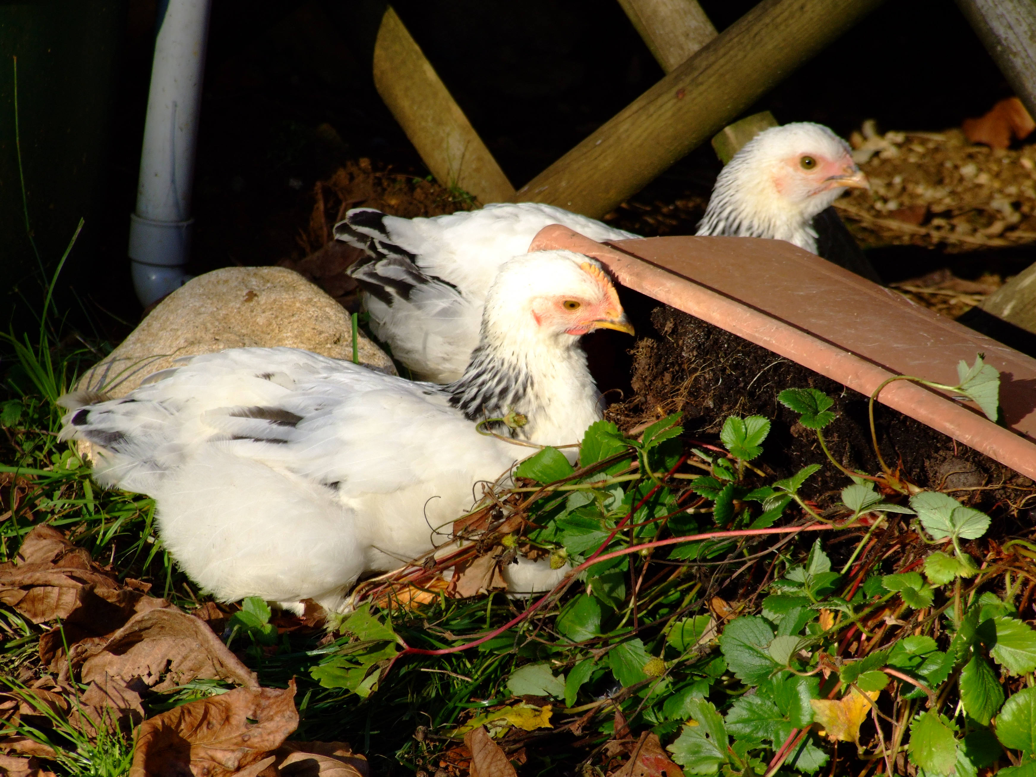 The two Sussex chicks - Nov 2014