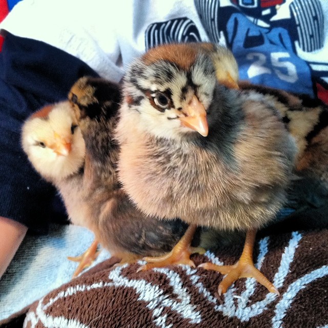 The two that are looking at the camera have  a slower feather growth and we are wondering if they may be roosters.