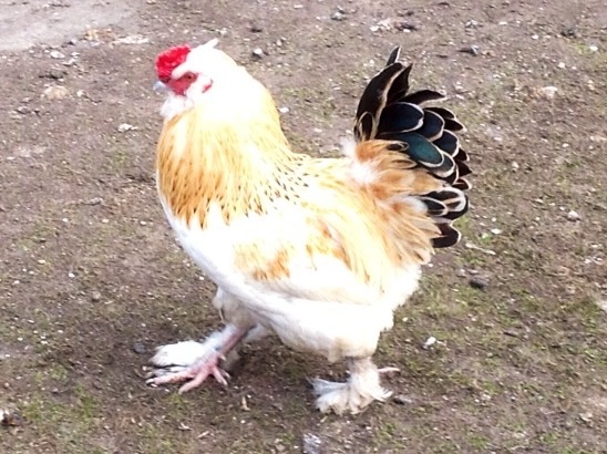 The unknown cock