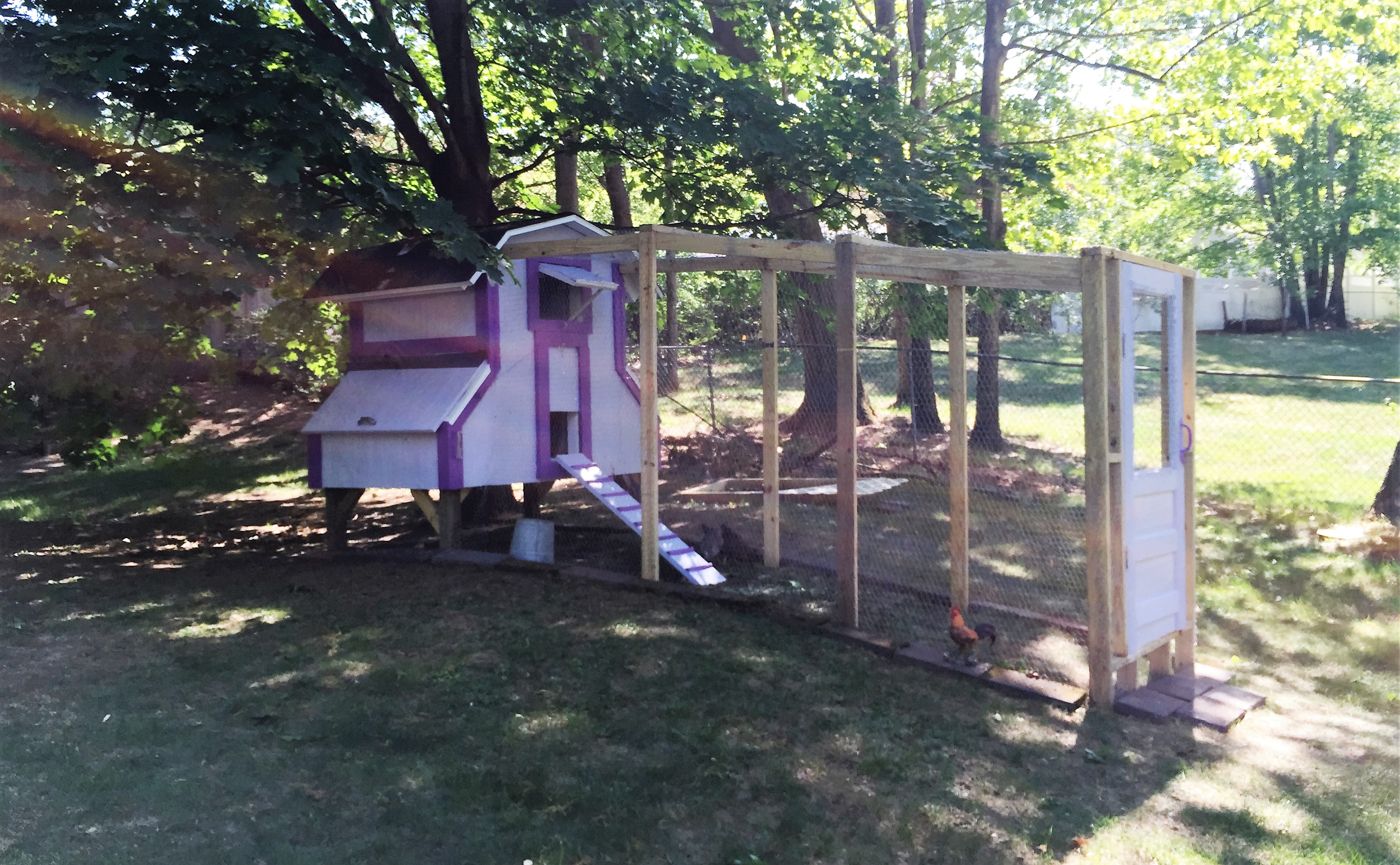 The view from my back porch. I love just sitting out back and watching the girls be chickens. :)