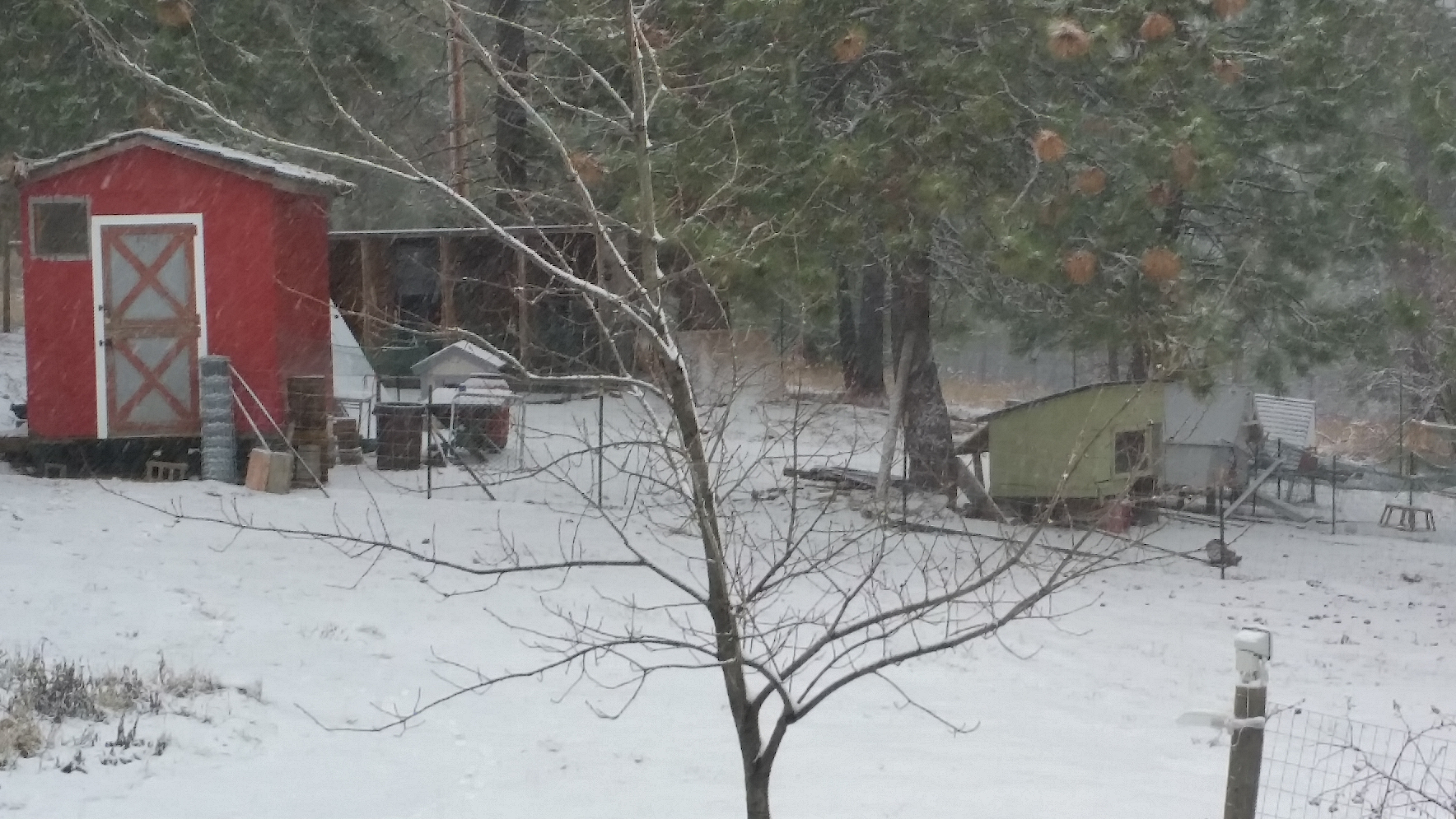 The view from my living room window.  The 8 X16 hen house, plus 3 small coops,  All the chickens are hiding in the run, under the hen house or in the hen house.  They don't like the snow.  The whole area is still a work in progress.