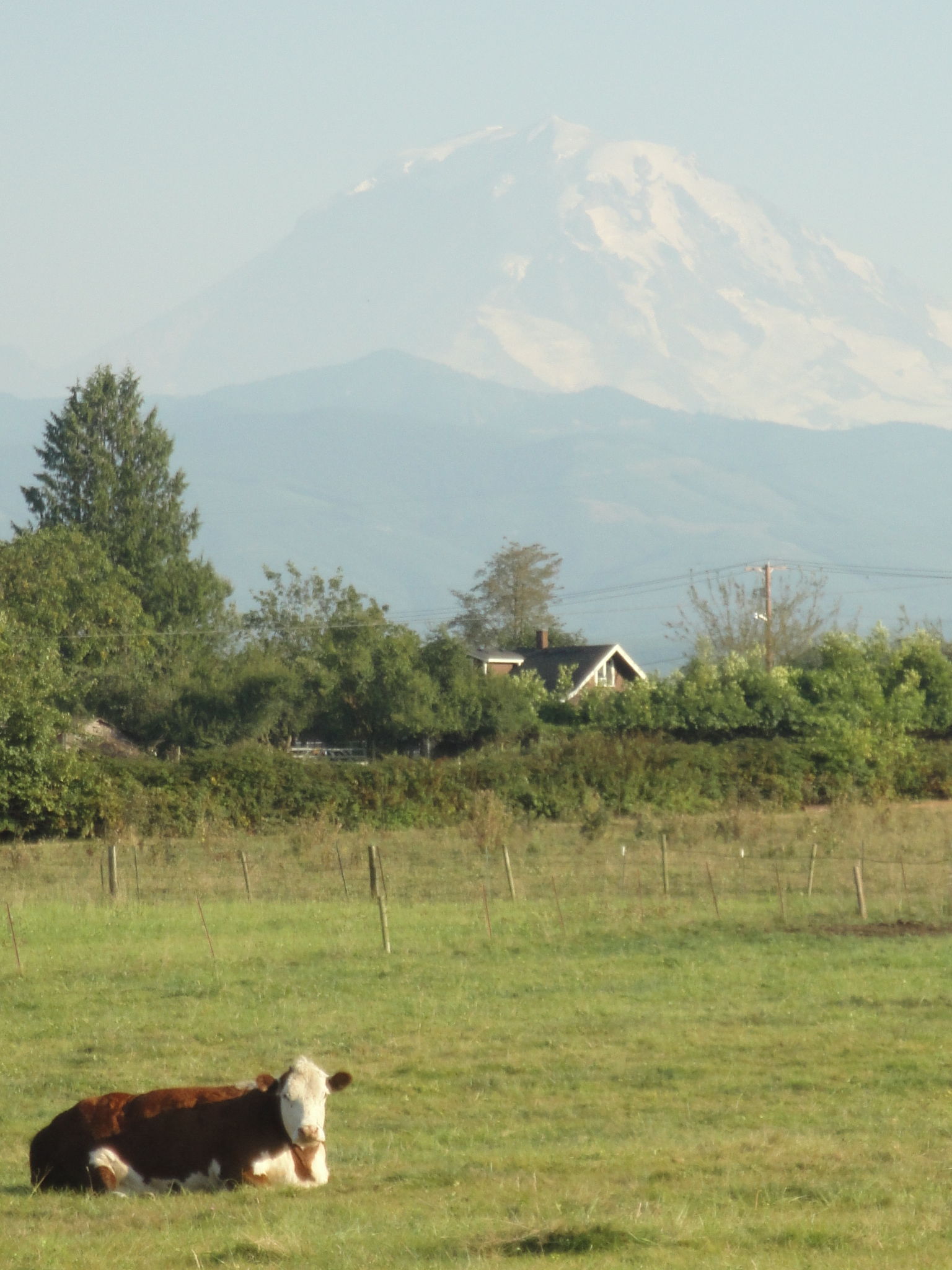 The view from  our front porch. Mt. Rainer and Sweet 
Pea