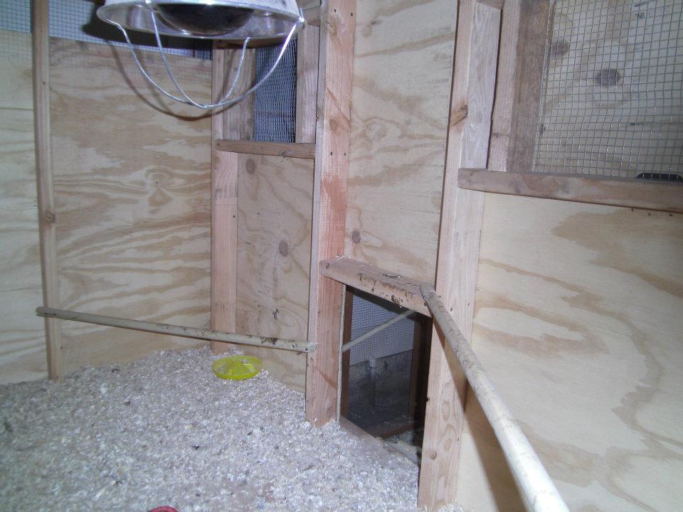 the view from side door leading to inside the coop from the hen house
