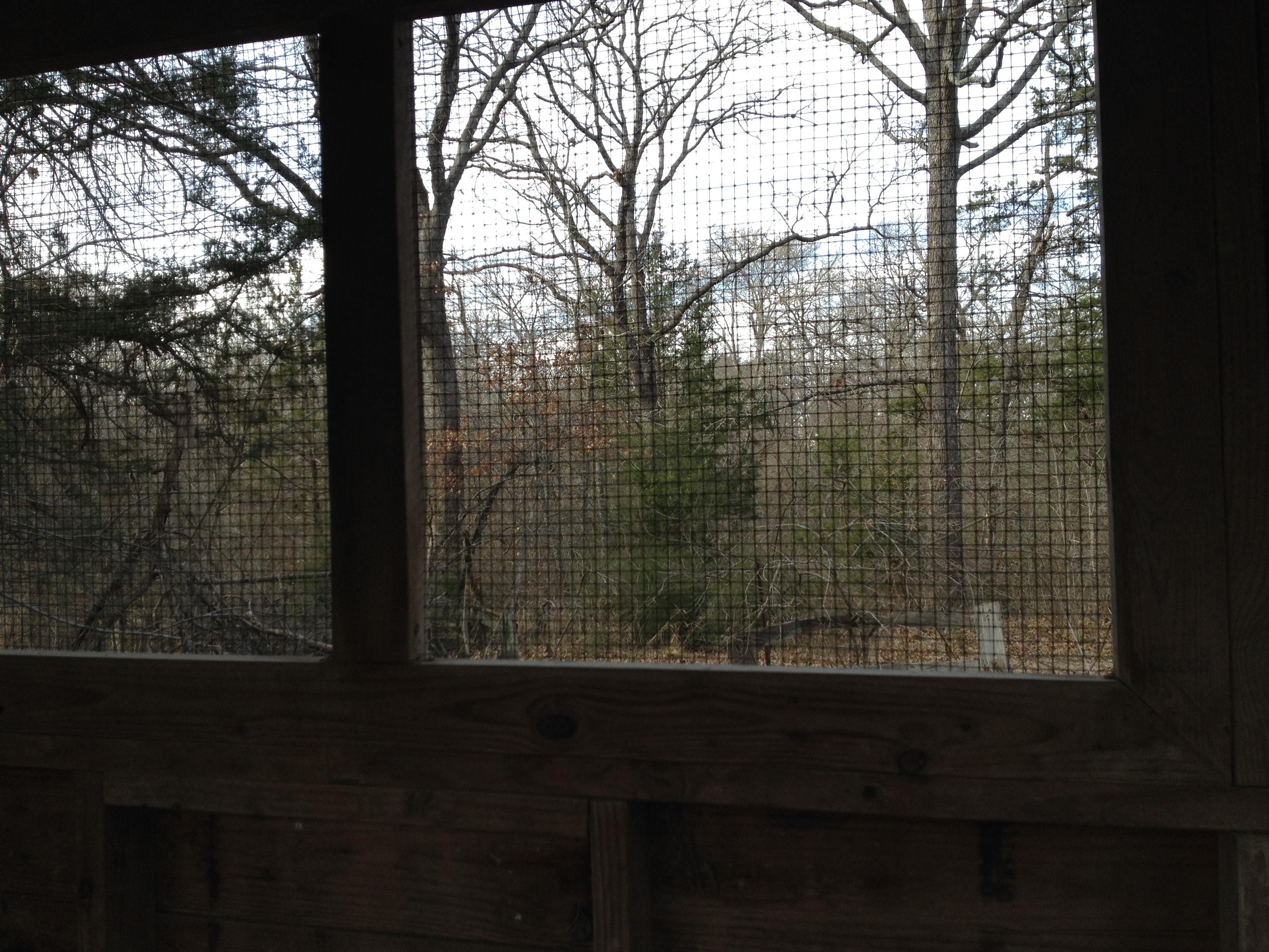The view out the north window of the coop.