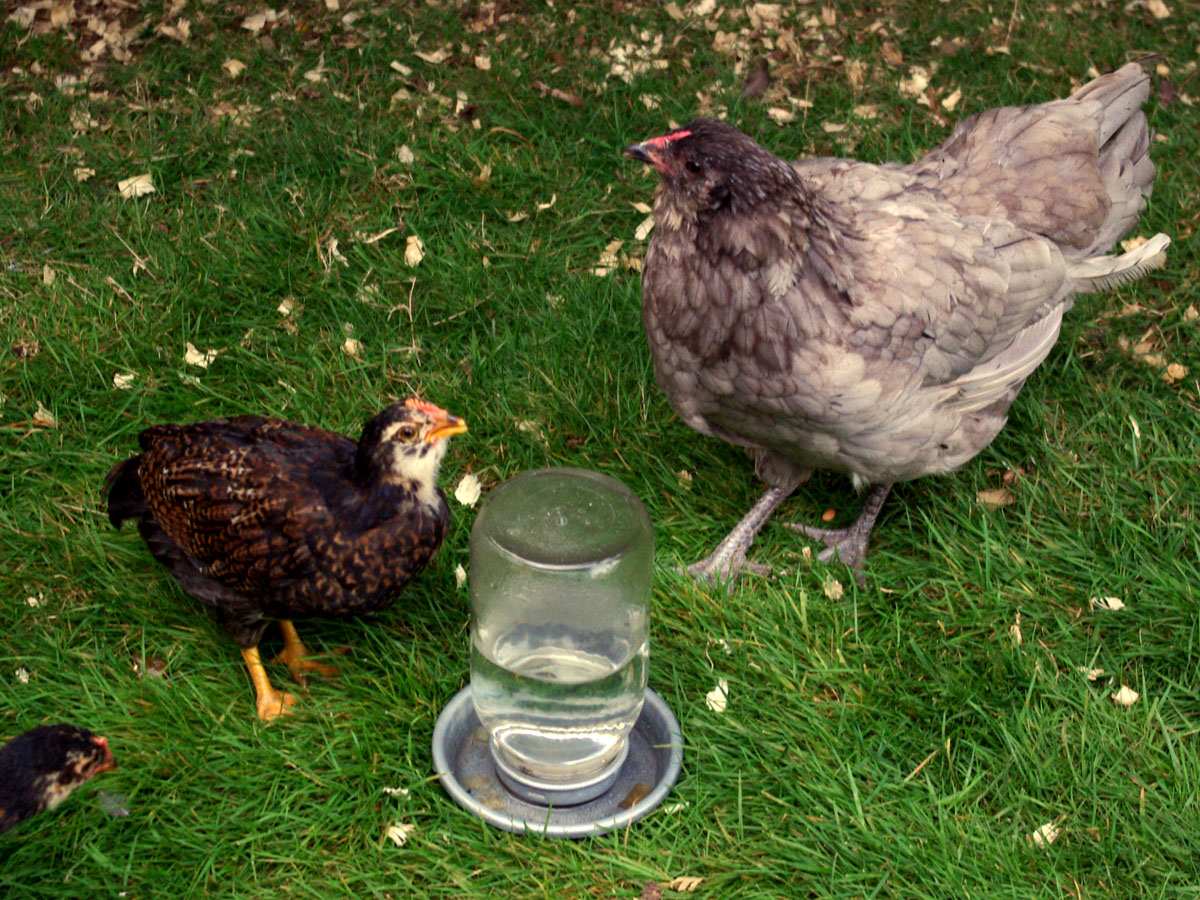 The waterers are always a good place to catch some good photos. Bluebery and her Easter Egger chicks about eight weeks.