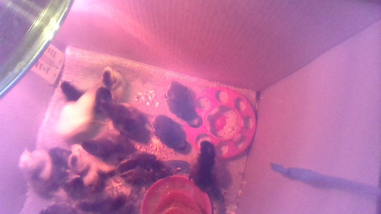 The  wee ones growing fast!!!!
