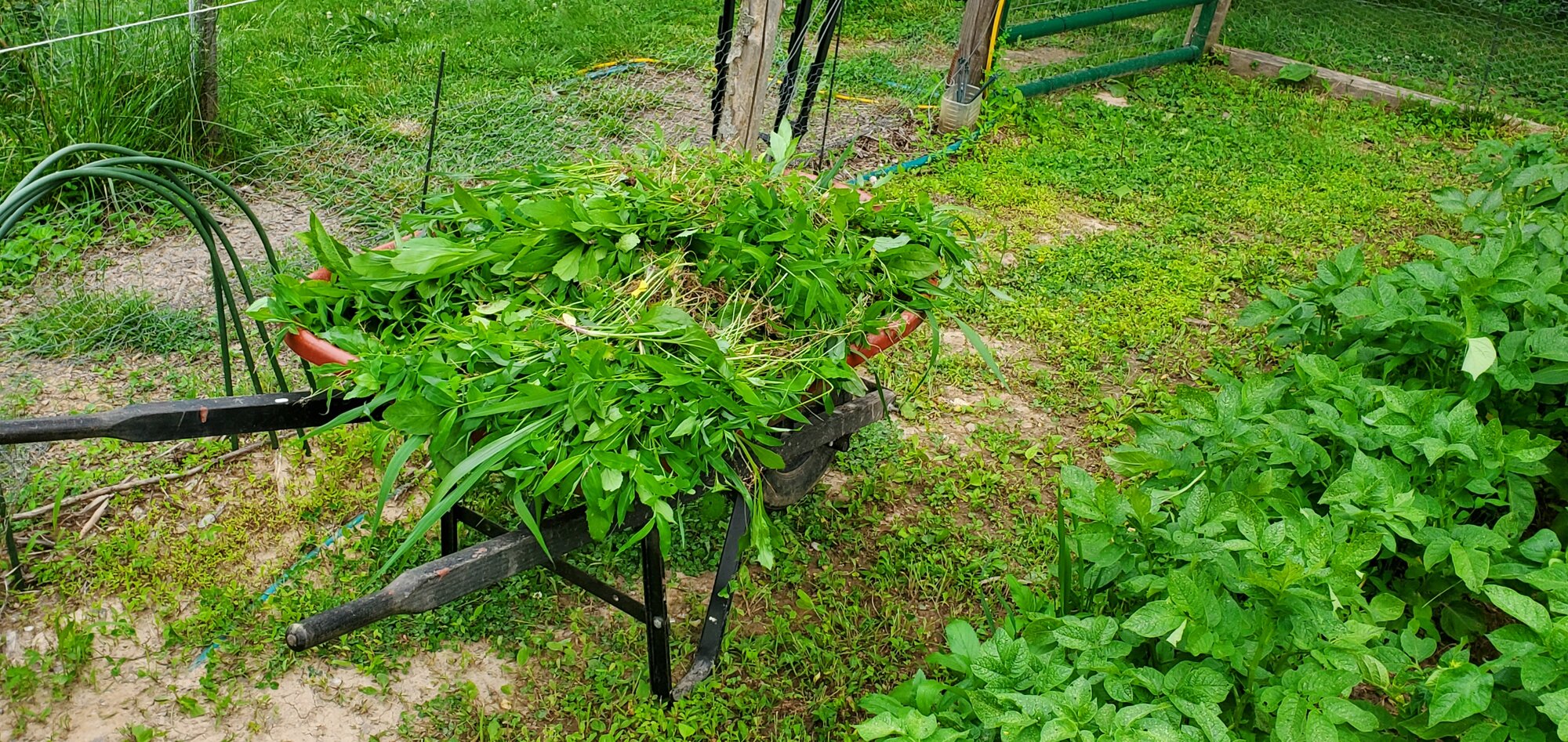 The weeds i took out of the potato-patch