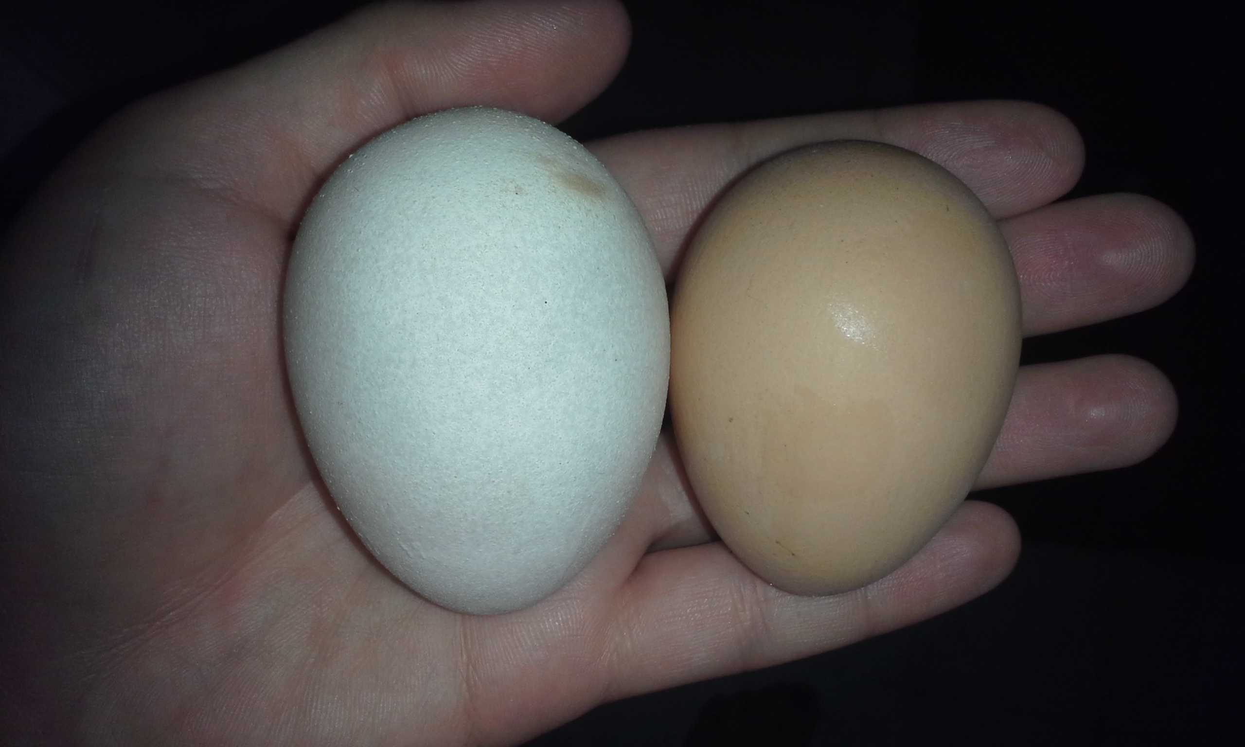 The white egg is the cornish's second egg ever, I feel awful cuz it's huge in person, too big I think for a second try.  She didn't lay for a few days after that one