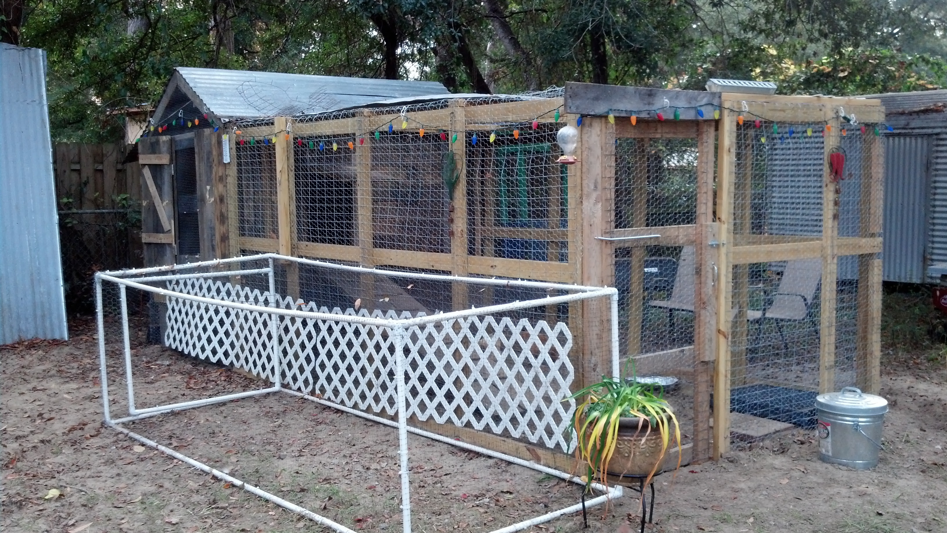 The white frame on the left is cover with bird netting, we put the girls in it to run in the yard.