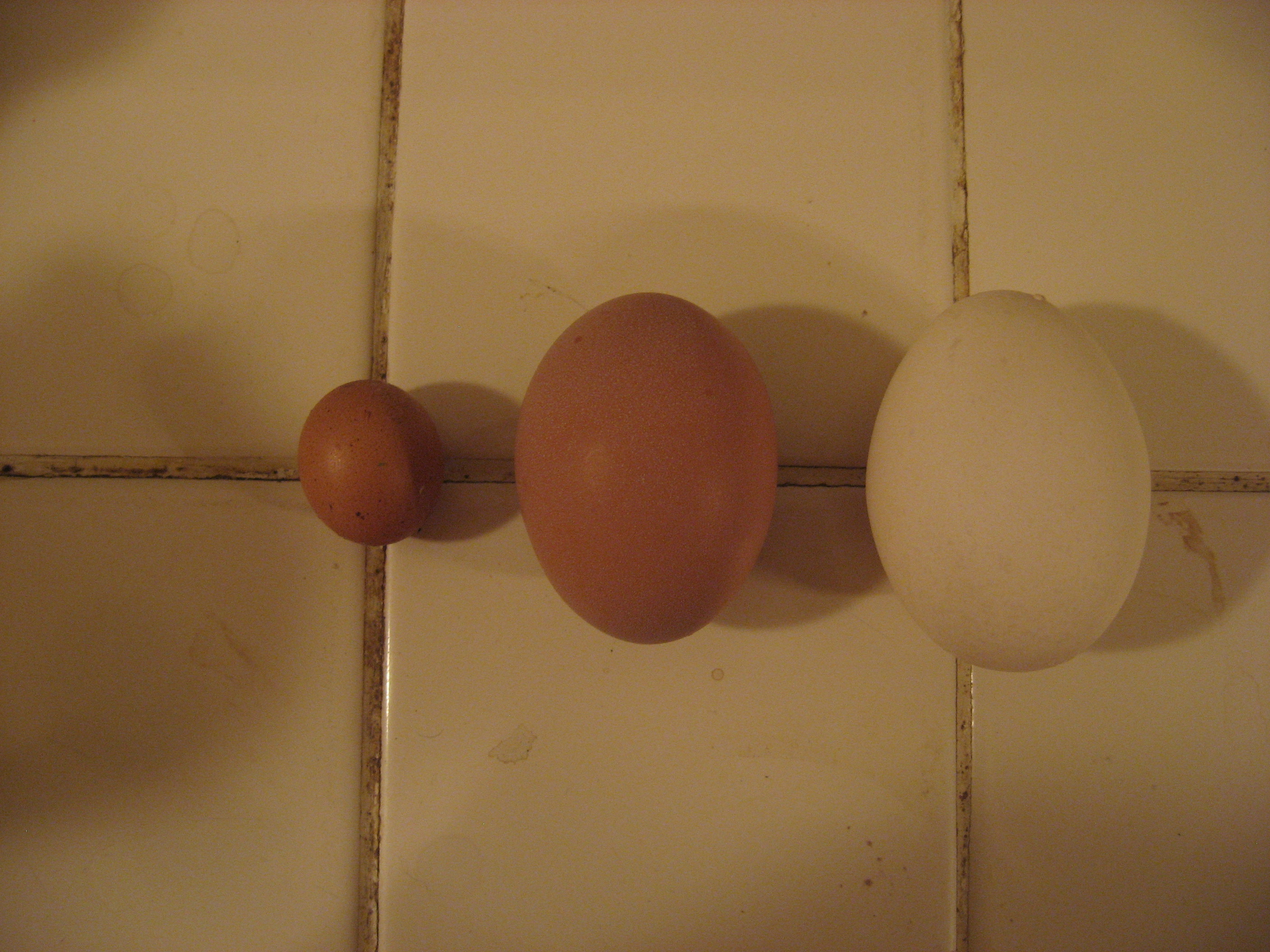 the white one is 3" X 2" the small one is 1" X 3/4"