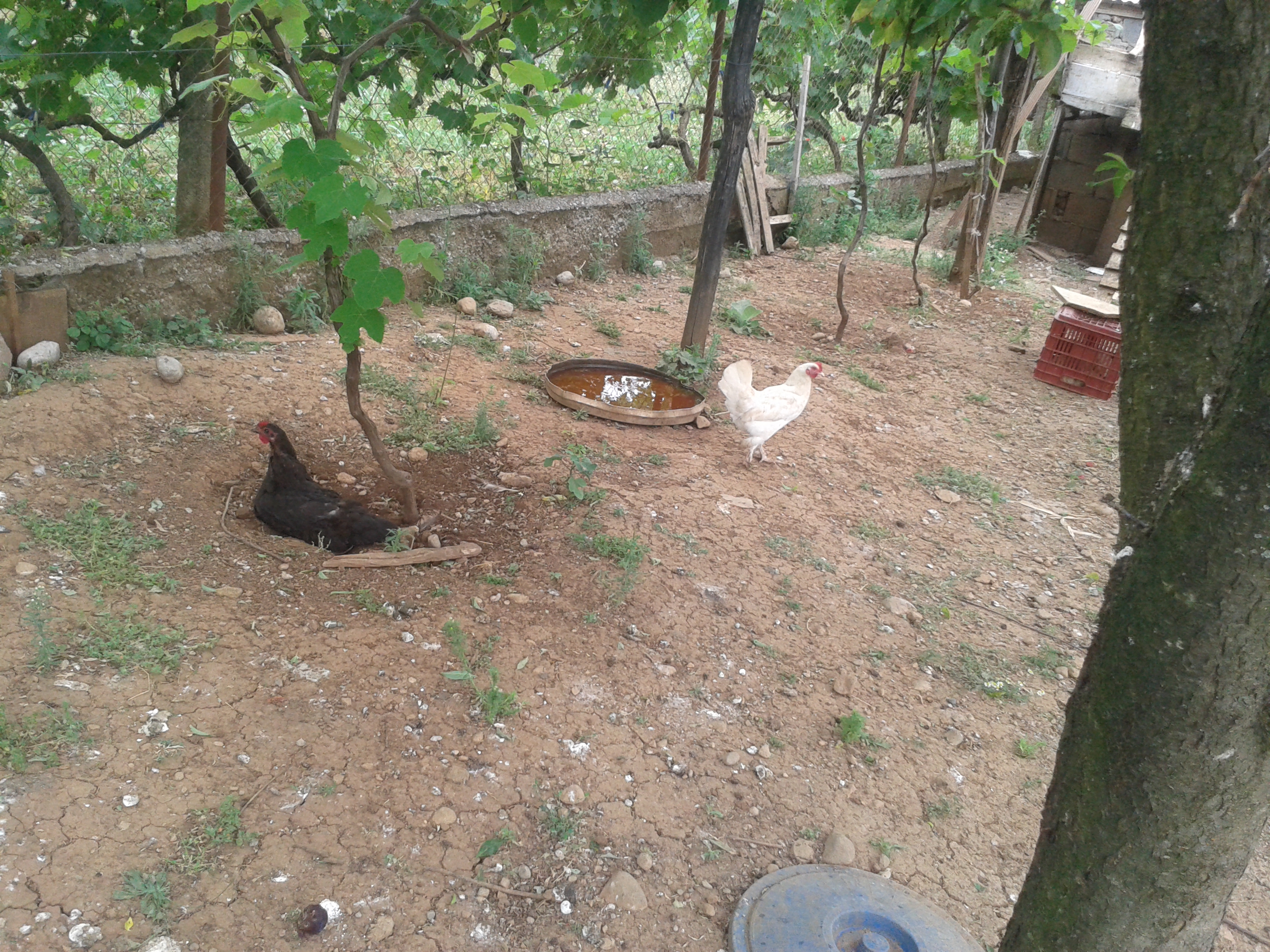 the white one is a very good egg layer and she went broody about 5 times this year but i don't want to let her hatch any eggs this year because i hatched too many chicks