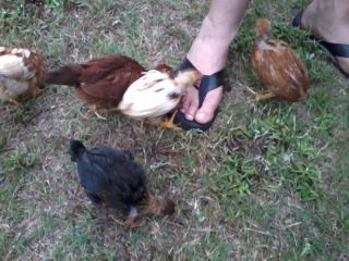 The white one pecking my husbands flip flop is the one I suspect to be a roo :)