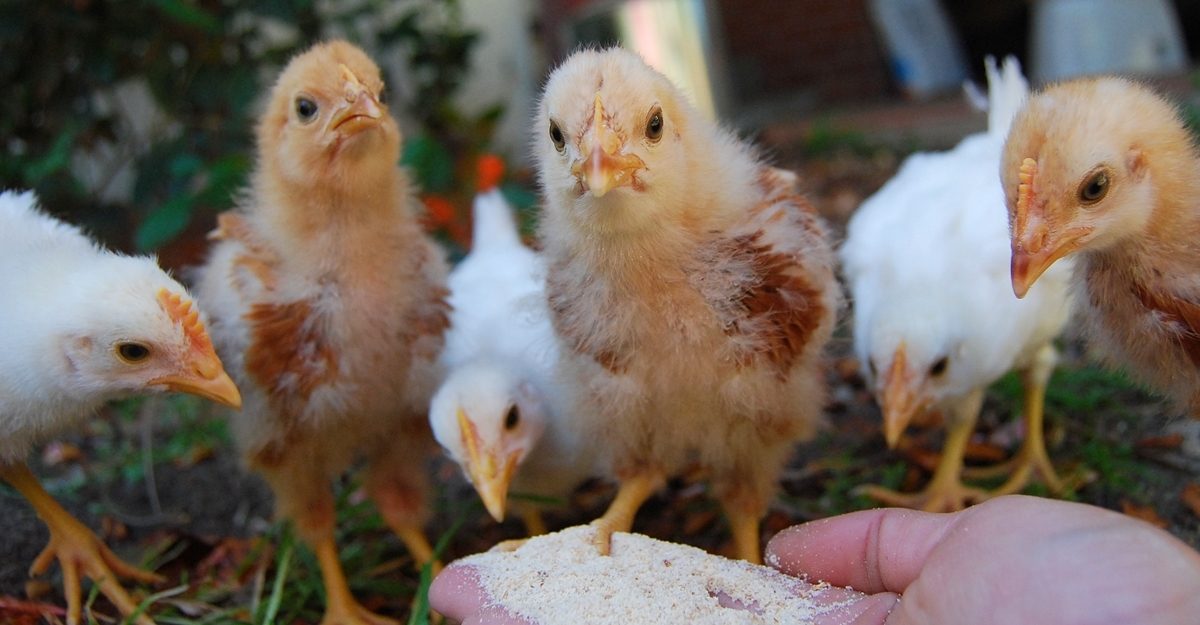 The whole crew at Tiny Chickens, inc.
