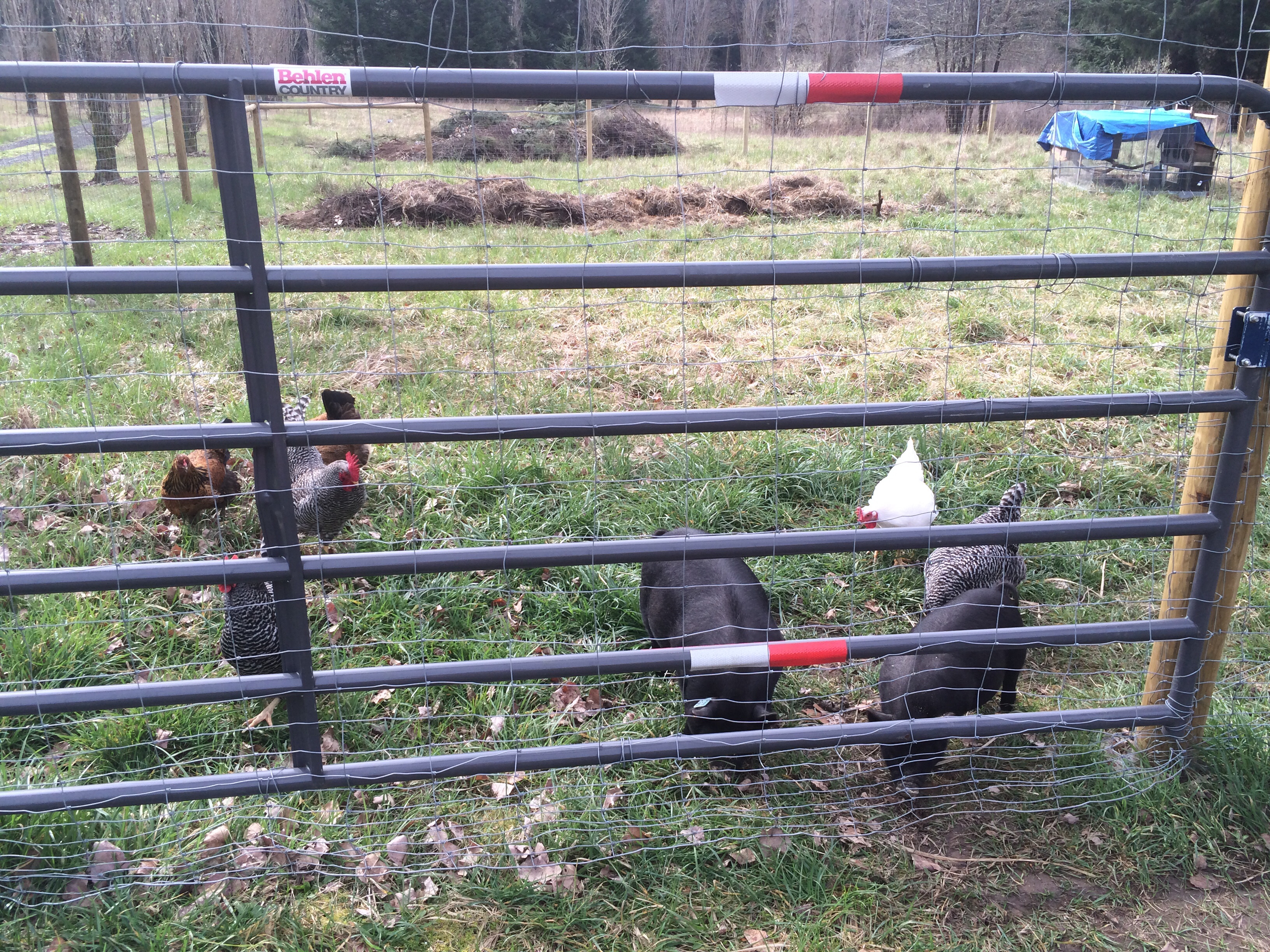 The whole flock before the brahmas & new 15!