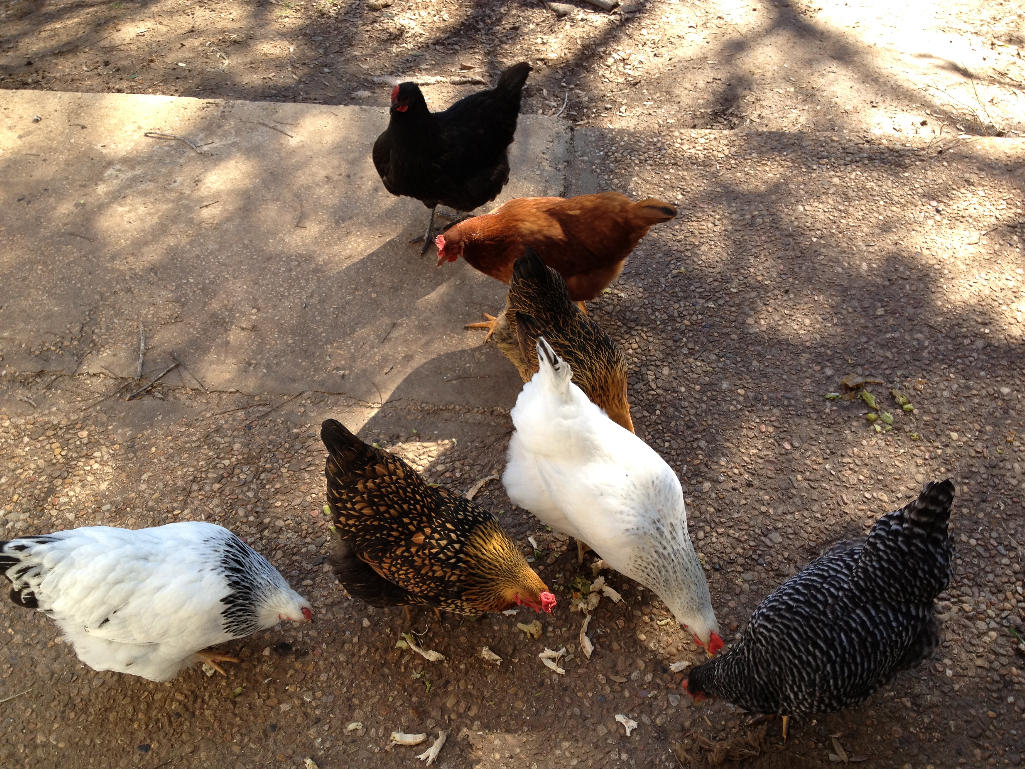 The whole Flock!