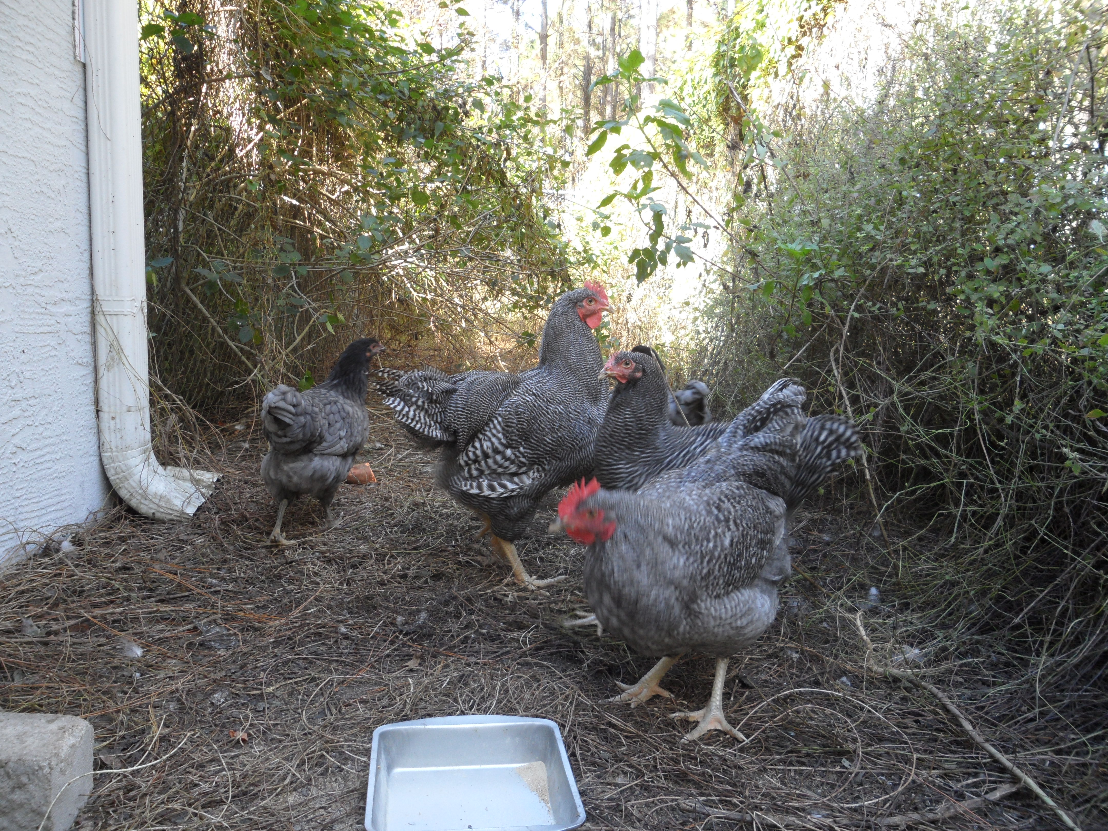 The whole gang. At 4 months old they are huge!! I can't wait to see them next year.