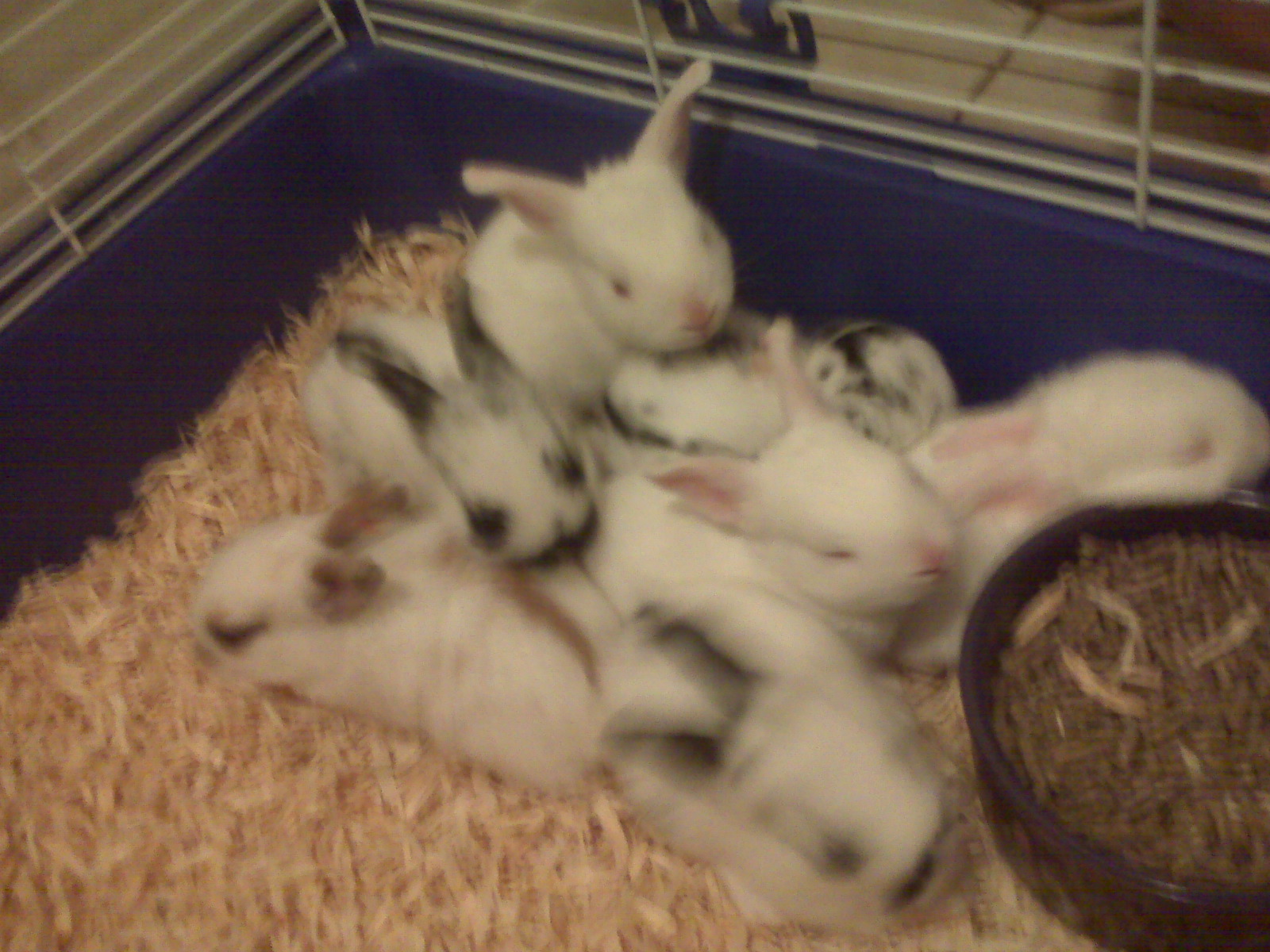 The whole litter of our first litter he was a surprise my mom thought they were rats at first but about 10 seconds later we saw fluffy feed them so we new they were her babies 

Plus look at those ears and tails and fuzzy bodies