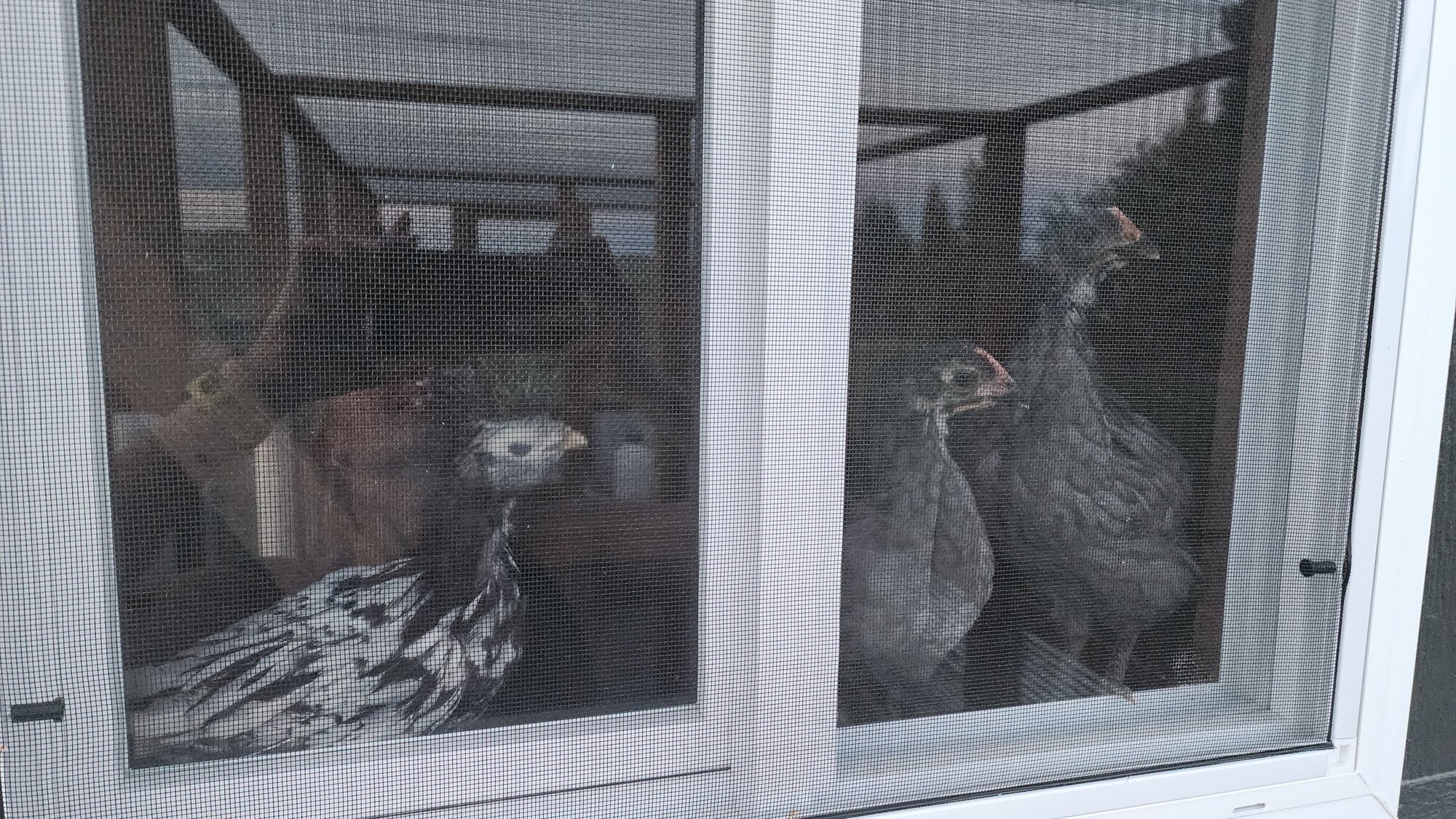 The window roost