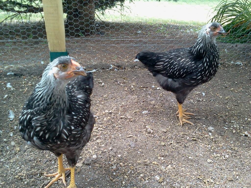 the Wyandotte sisters "Polka" and "Dottie"