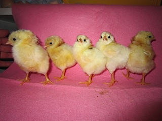 The yellow group
Some with tiny black spots and some with an orangey color here and there