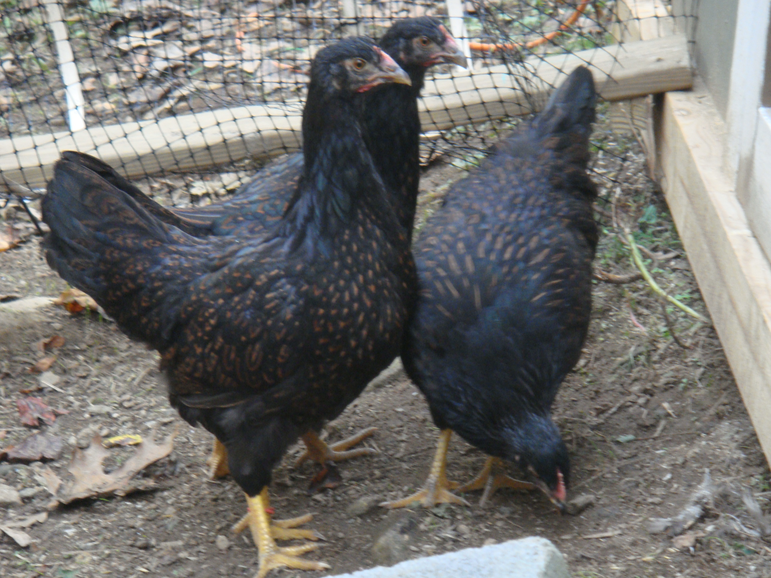 the young barnevelders