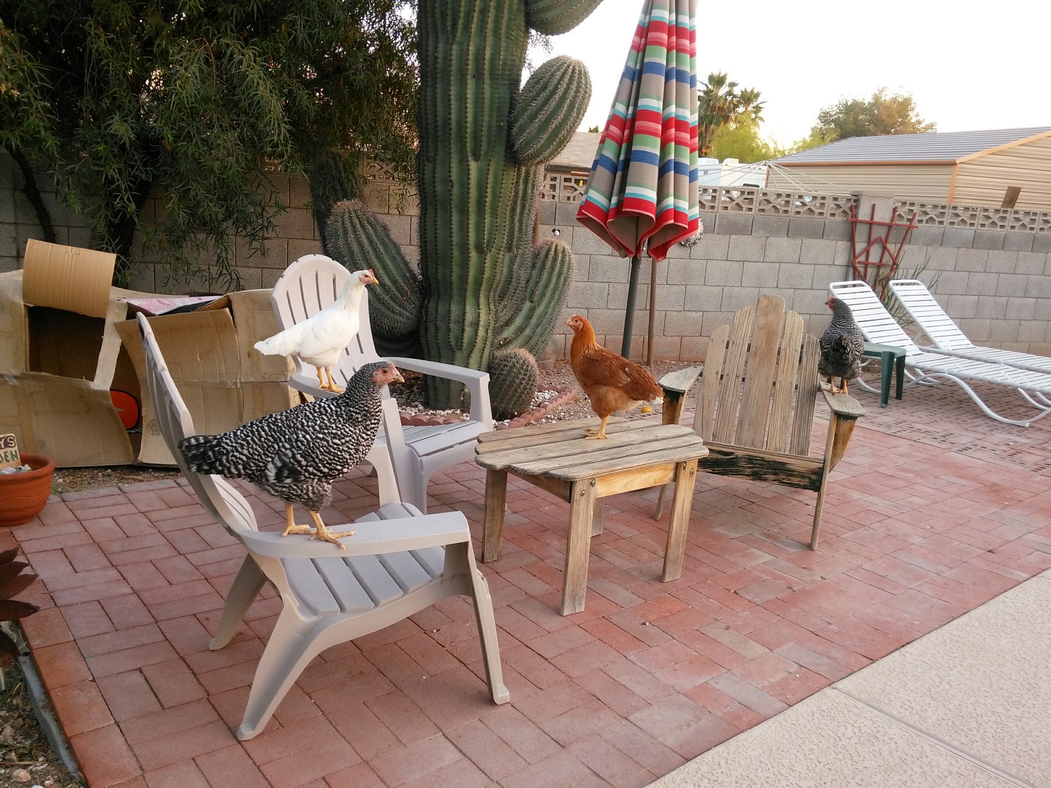 The young hens having some fun.
