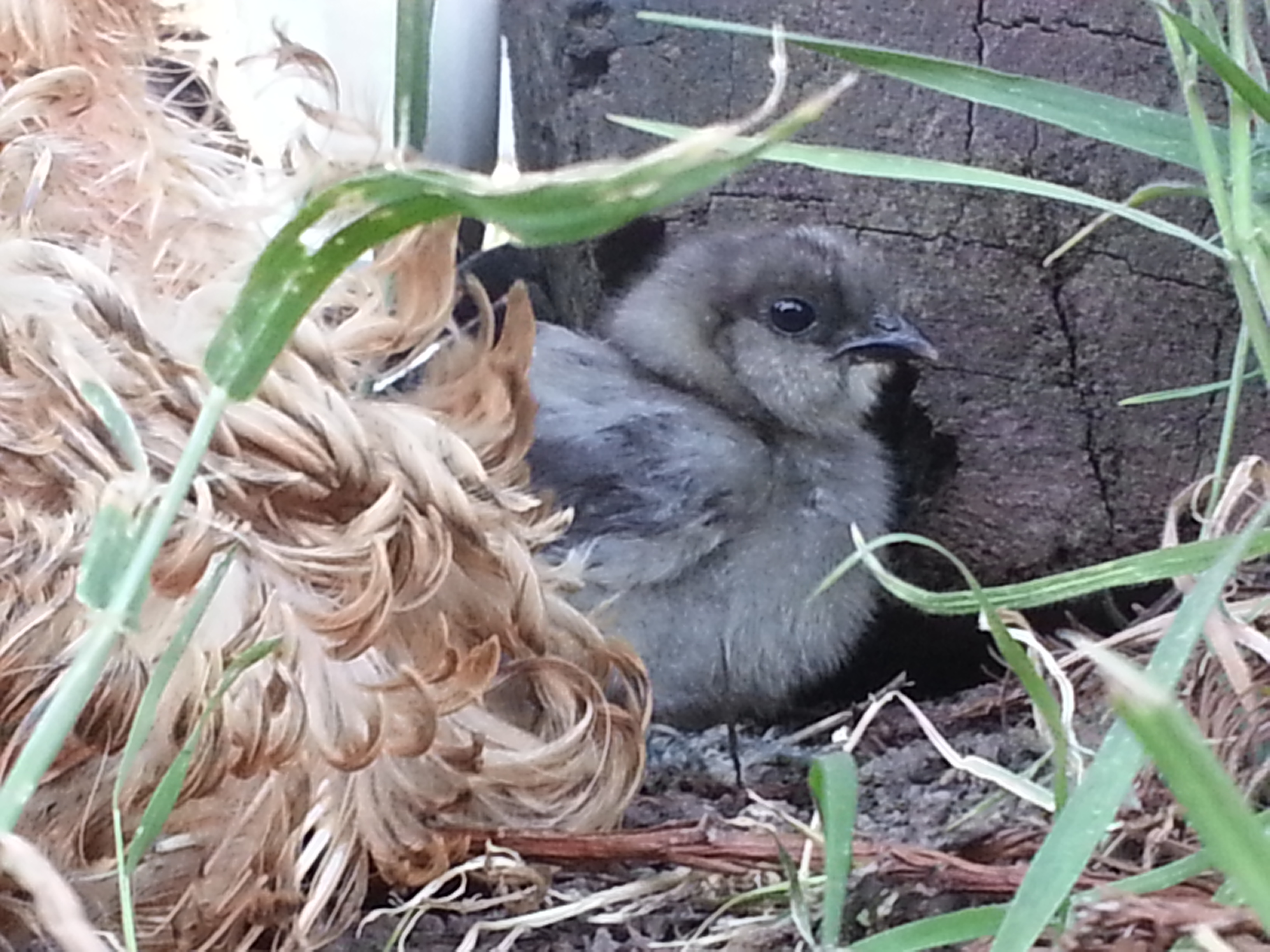 The younger of the babies we picked up.
