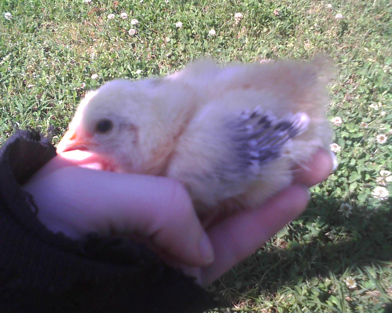 The younger one's tail feathers are coming in first. odd? Anyway, this one is a lot more skittish than the other. I'm surprised it was this calm. Almost fell asleep in my hand.