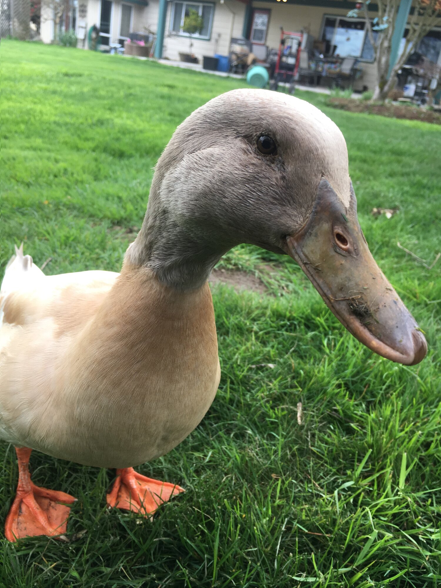 The_Duck_Bill_sm.jpg