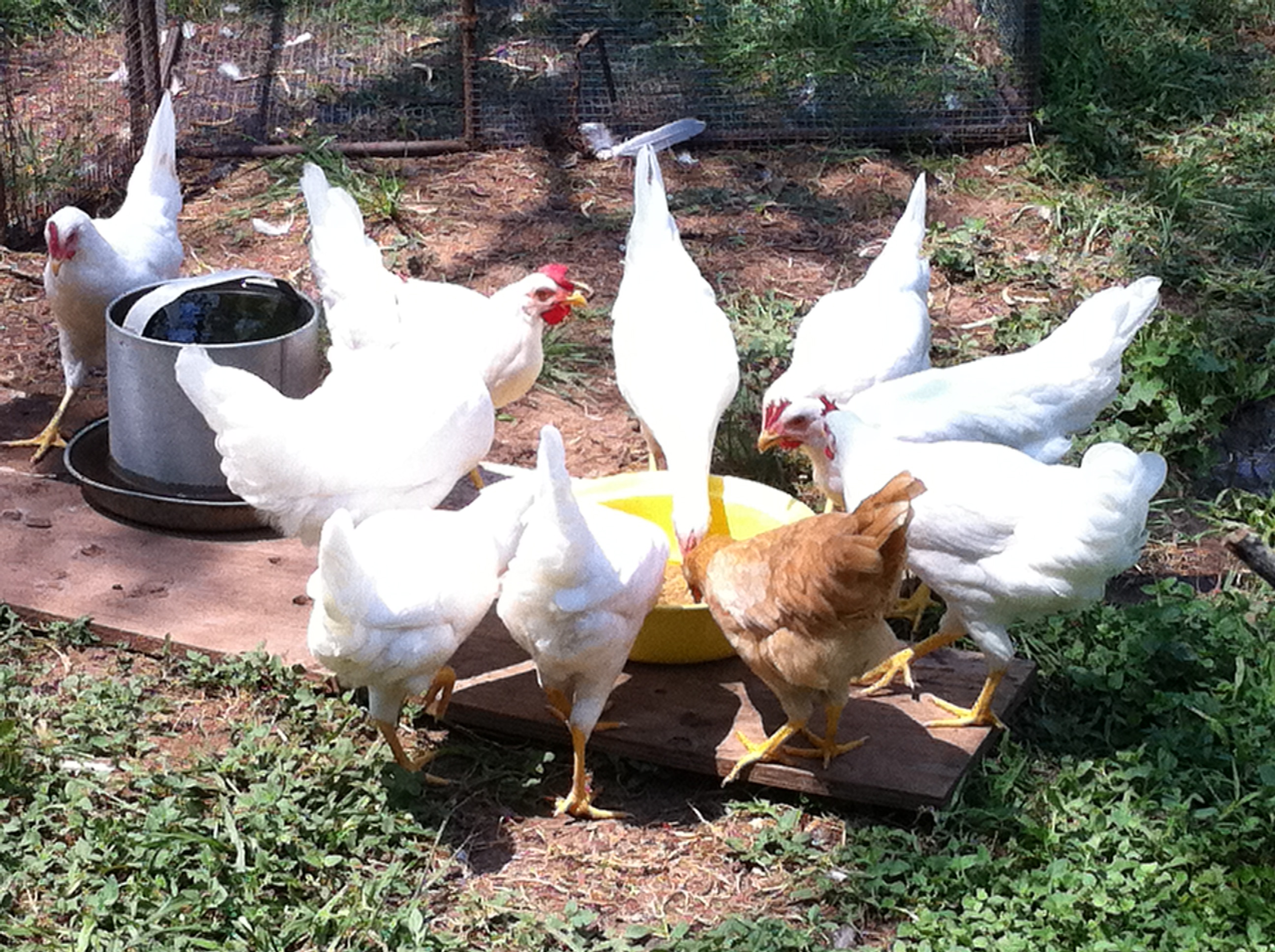 their 16 week birthday is also their first time to try fermented feed. As you can see, it's a hit!