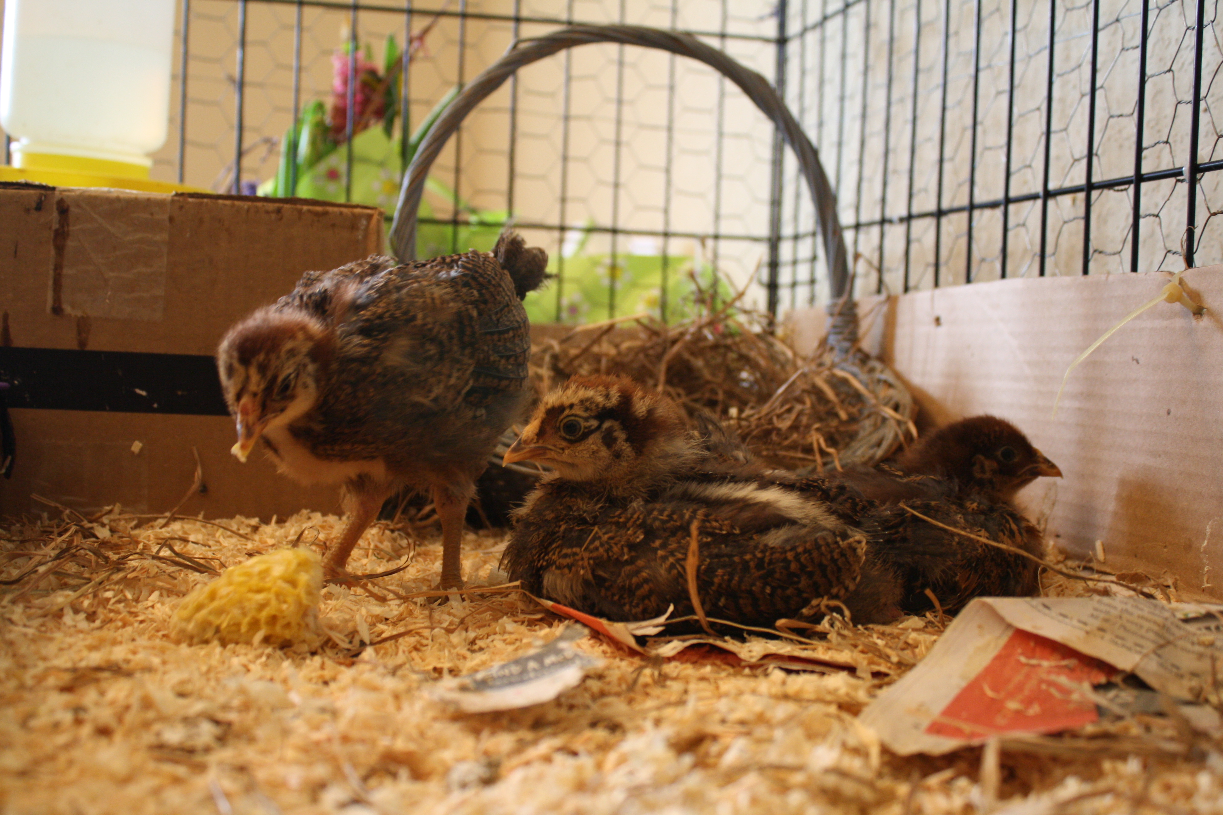 their 1st try at some fresh corn on the cob!