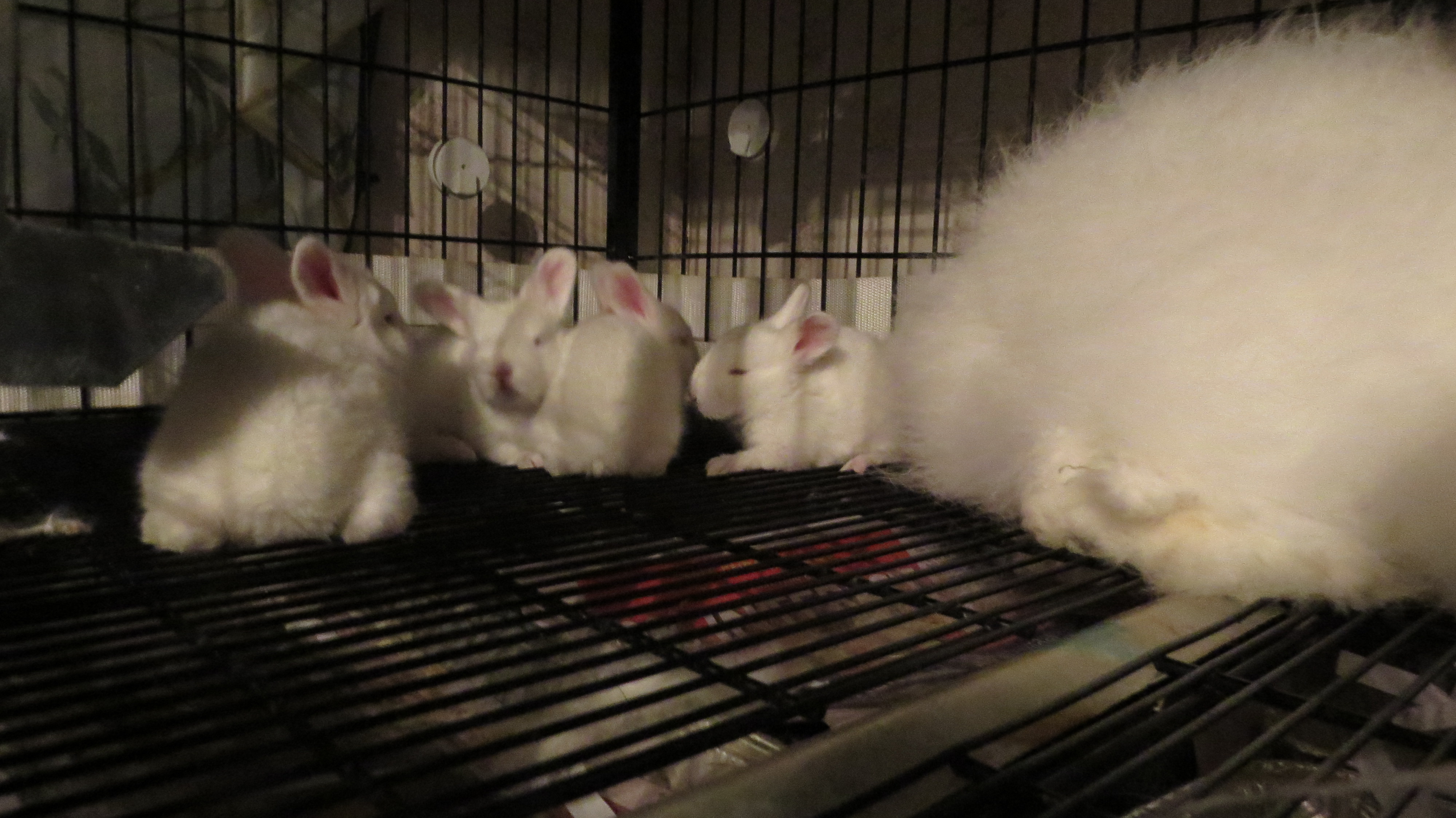 Their 3 weeks old now and their eyes are opened!  They followed Mommie out to eat some of her food but you can see one still having a drink on Mom! :}