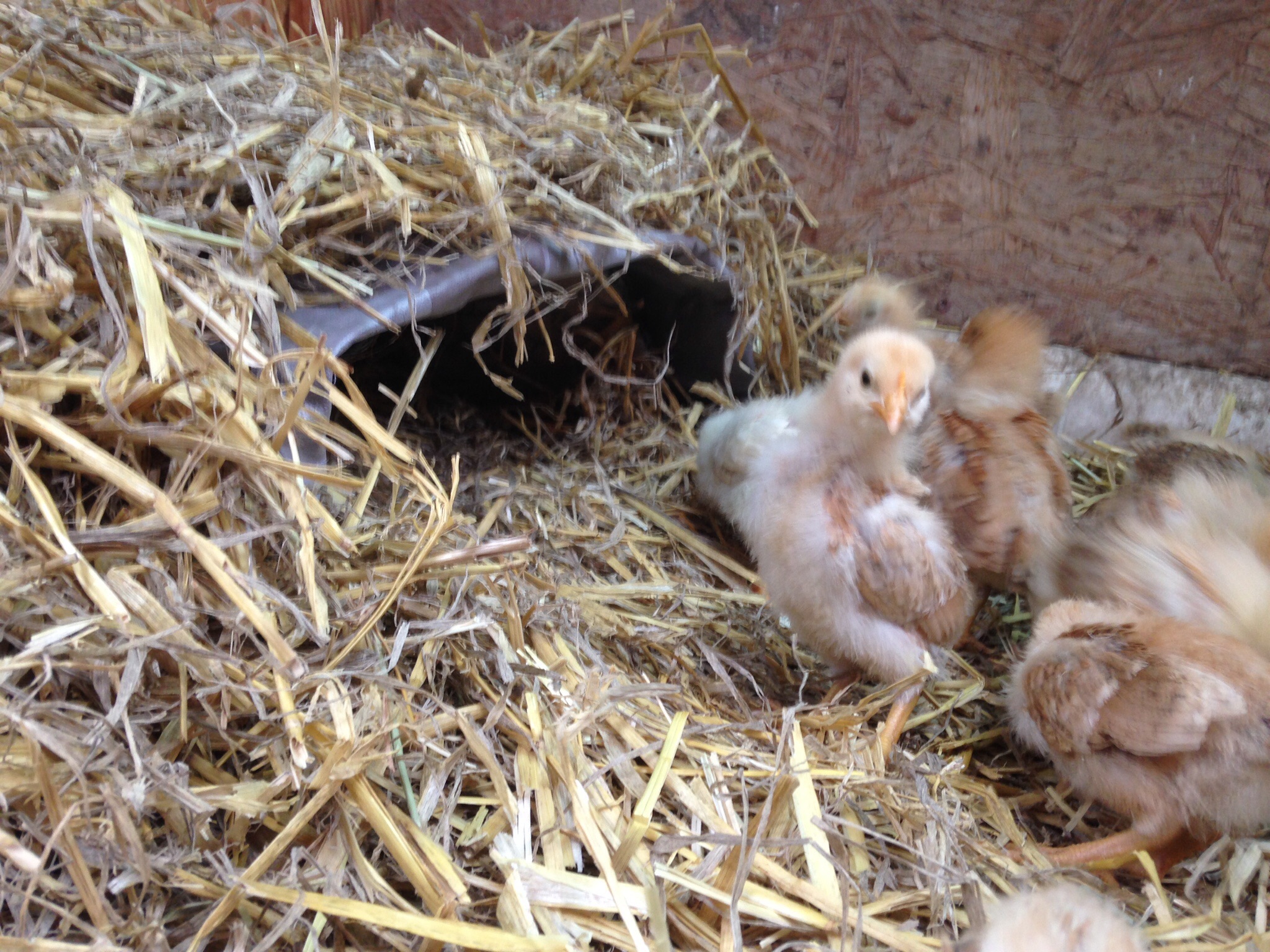 Their cave or tomatoe cage brooder heat pad set up.