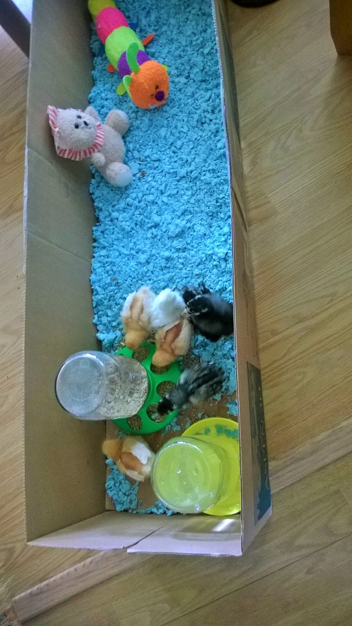 Their first brooder box... It didn't last long!